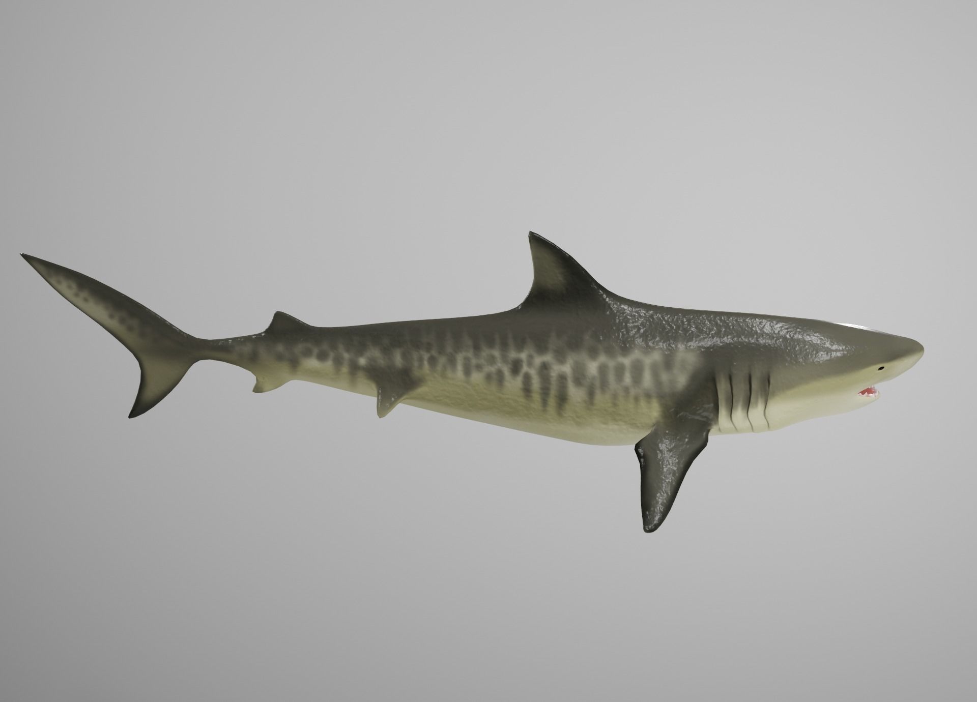 Tiger Shark Low-poly 3D model_6