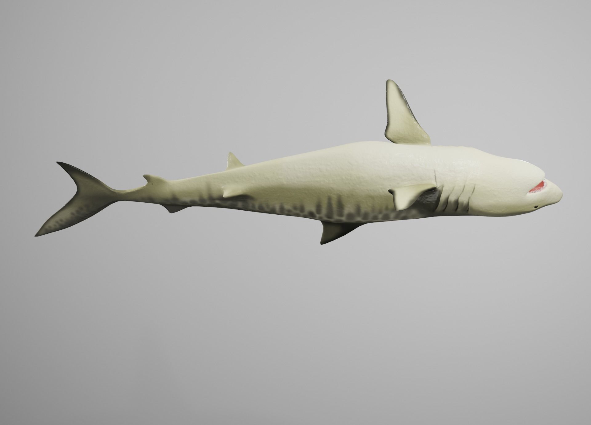 Tiger Shark Low-poly 3D model_14