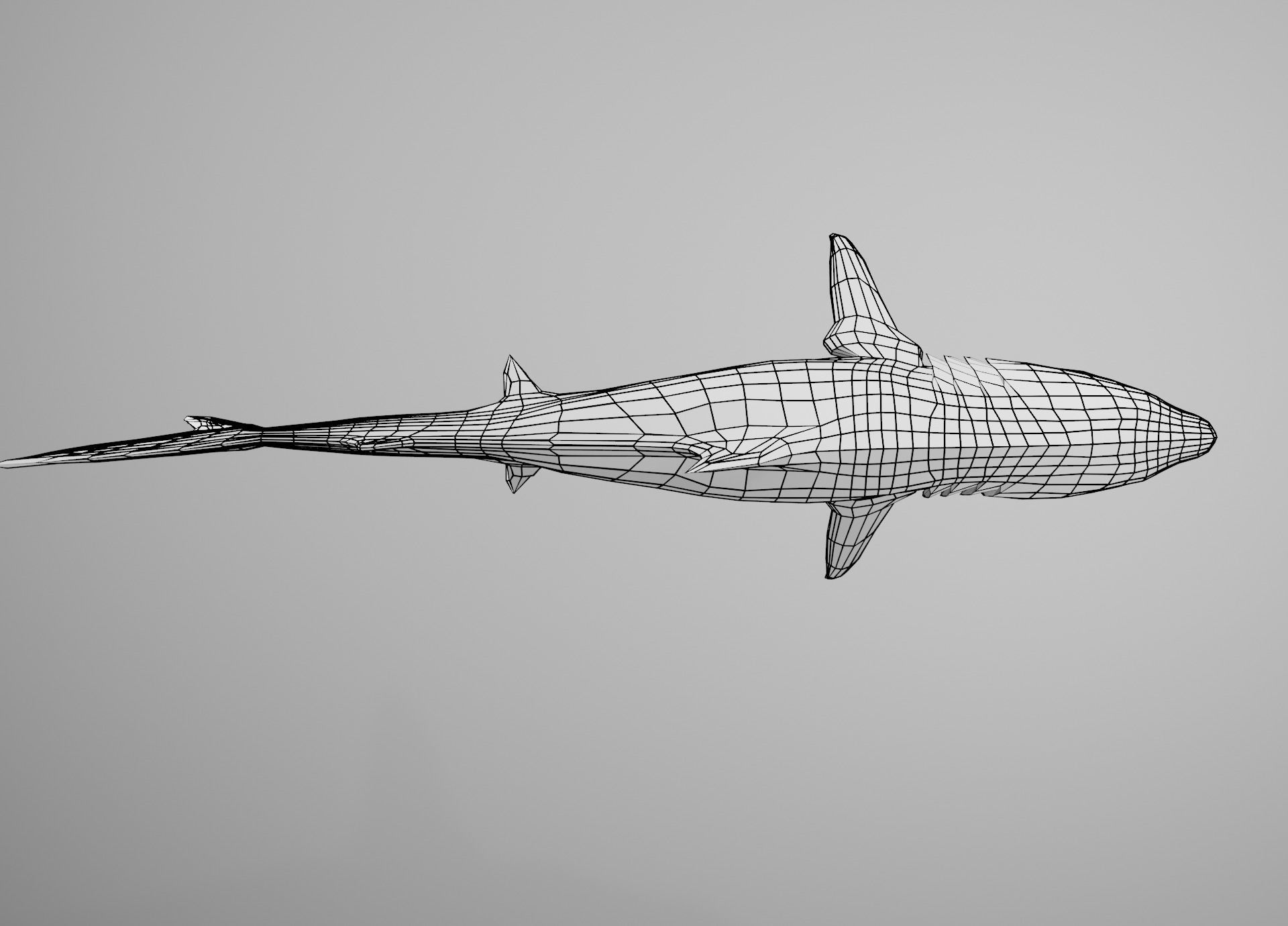 Tiger Shark Low-poly 3D model_23