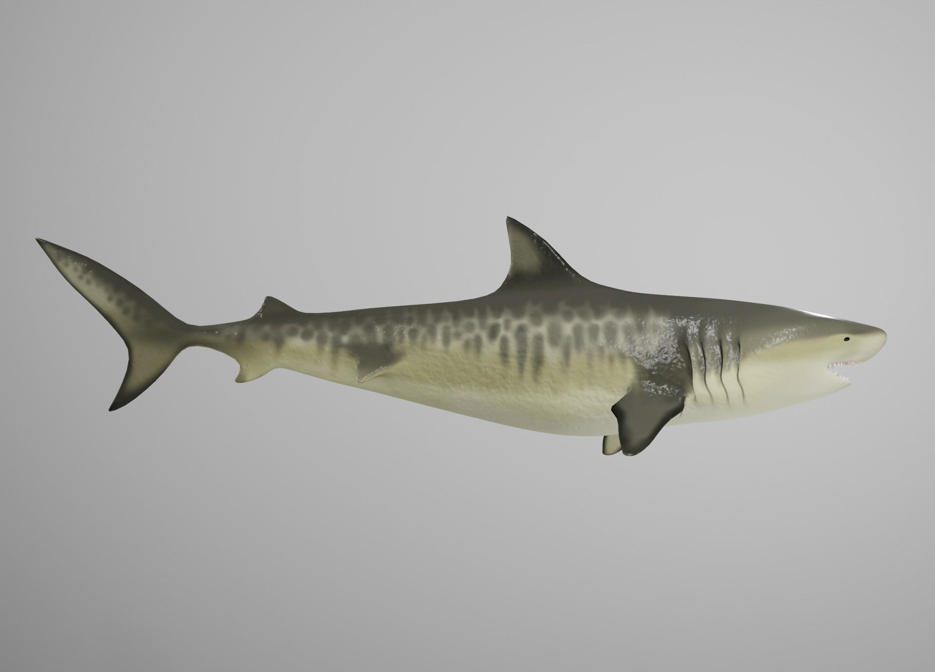 Tiger Shark Low-poly 3D model_19