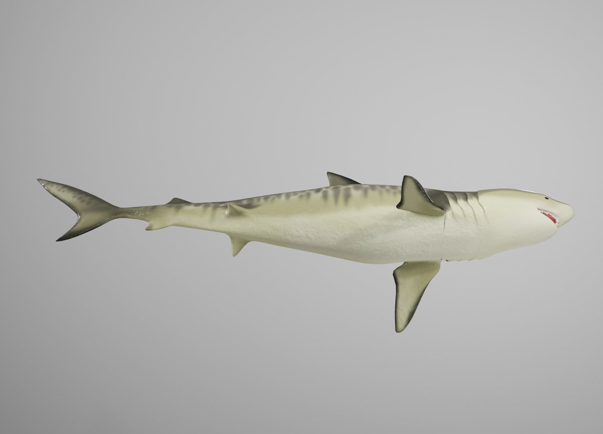 Tiger Shark Low-poly 3D model_17