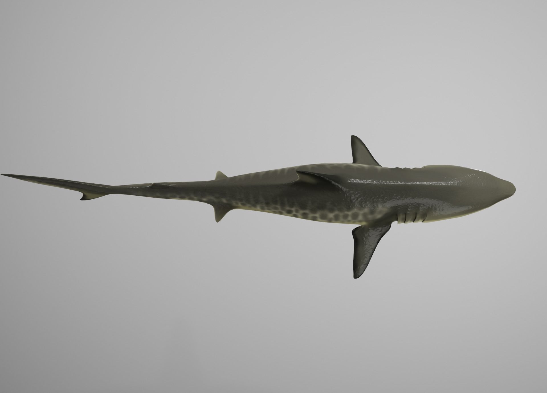 Tiger Shark Low-poly 3D model_8