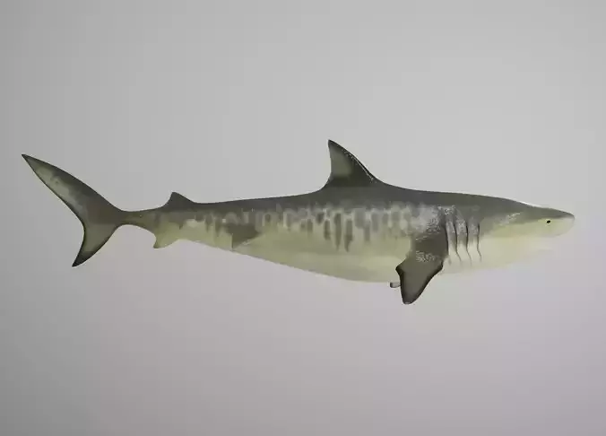 Tiger Shark Low-poly 3D model