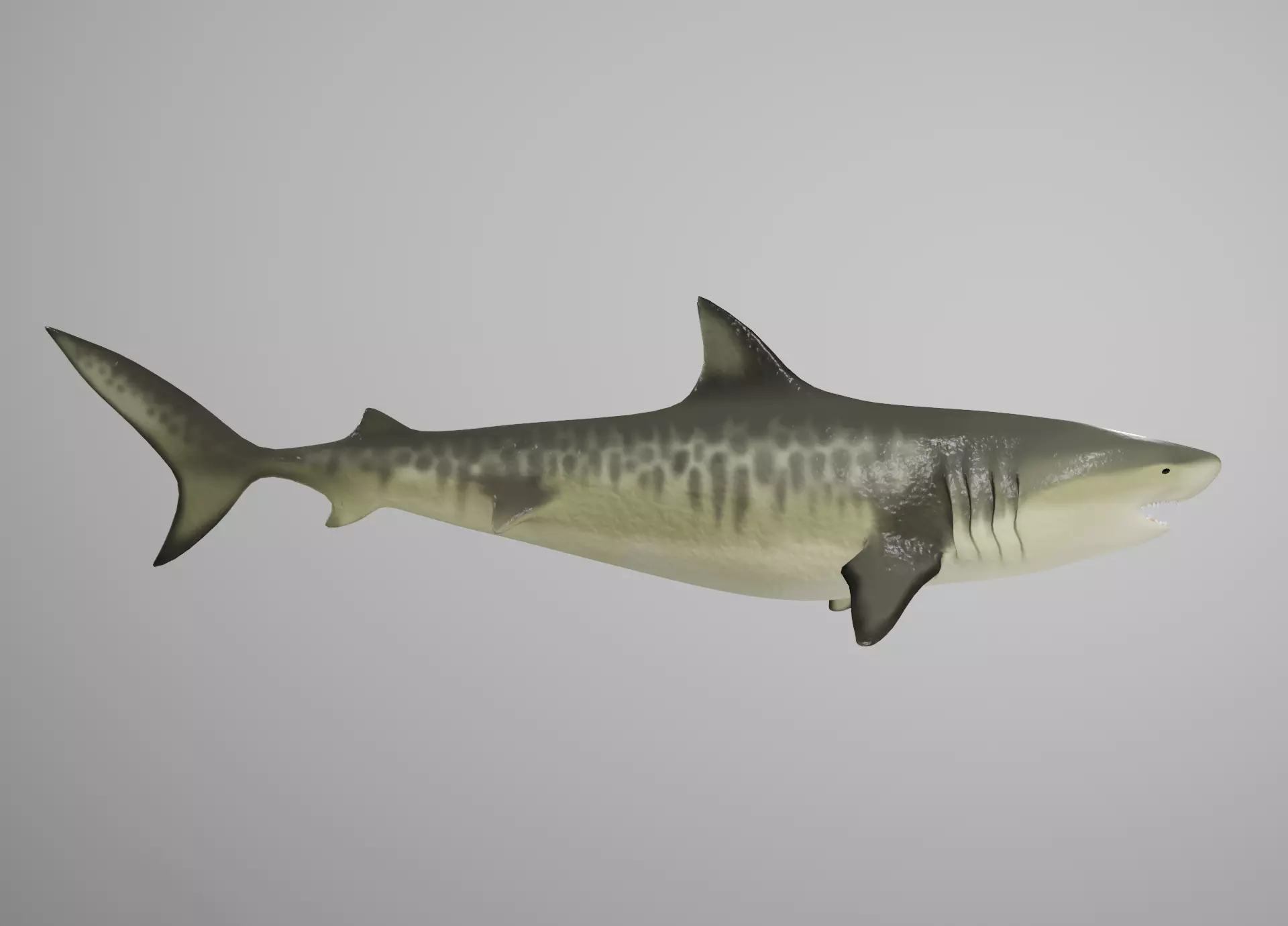 Tiger Shark Low-poly 3D model_0