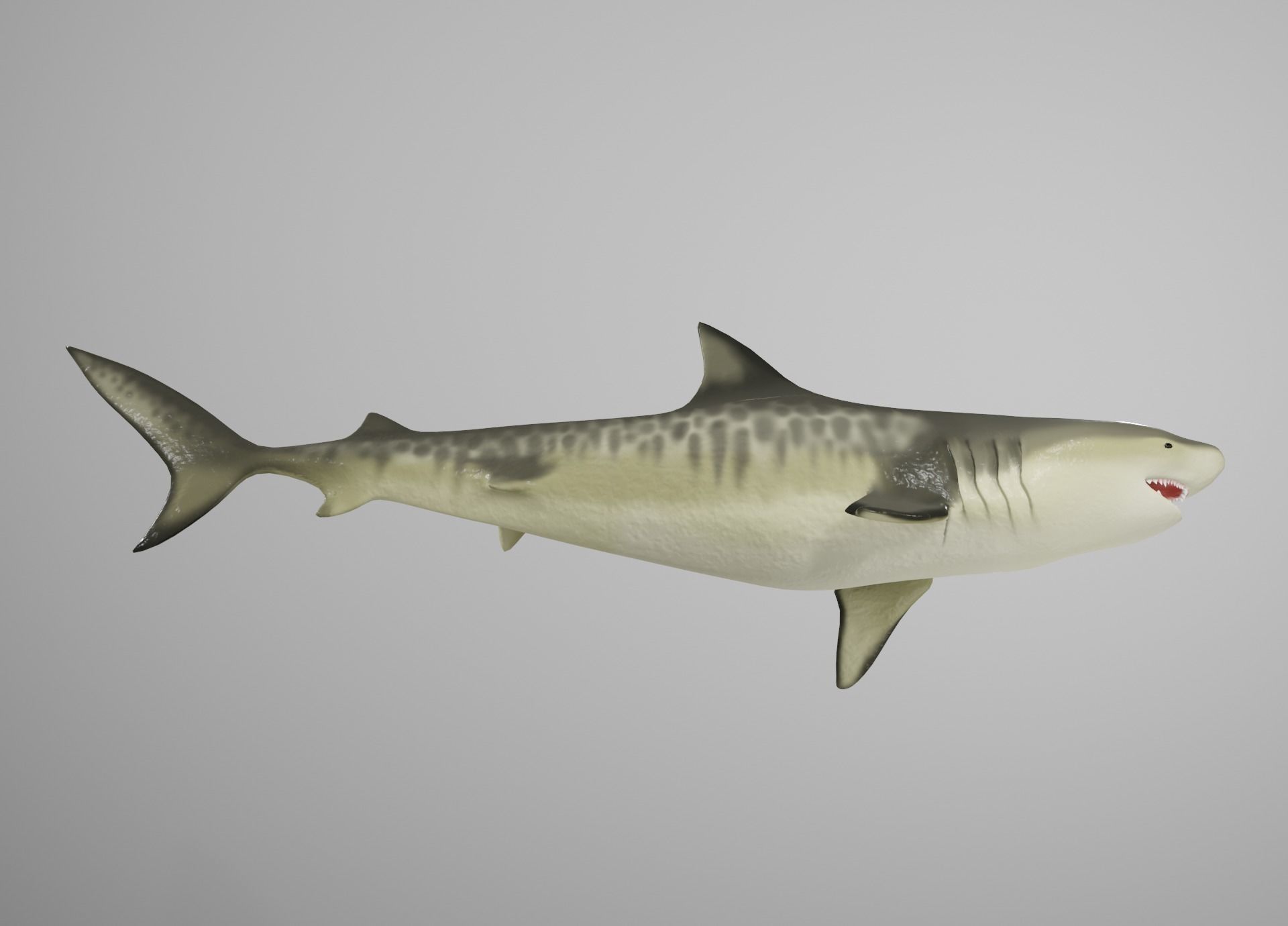 Tiger Shark Low-poly 3D model_18