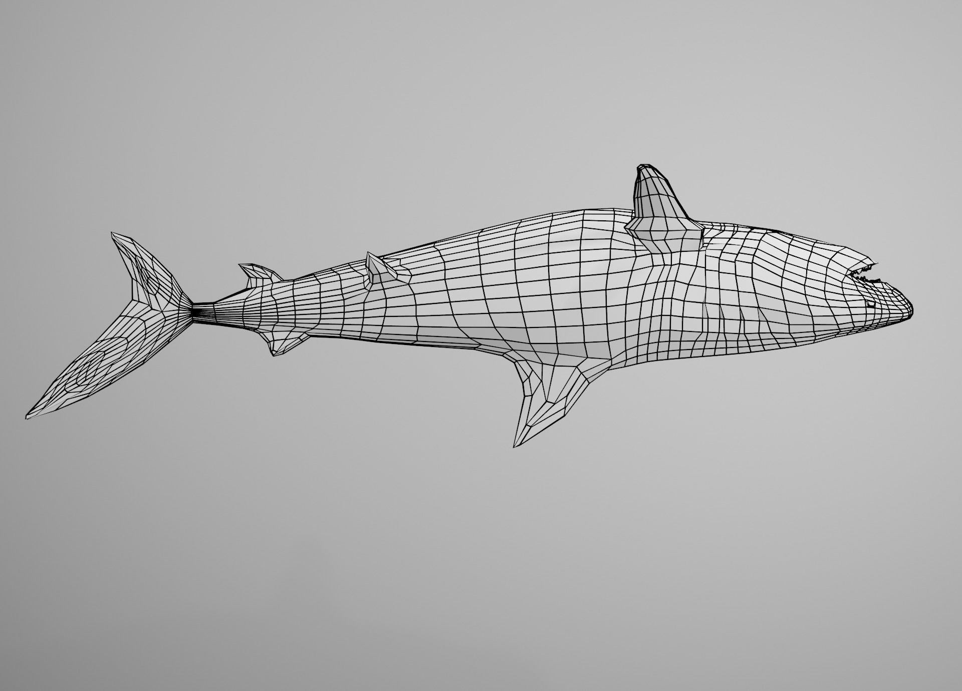 Tiger Shark Low-poly 3D model_26