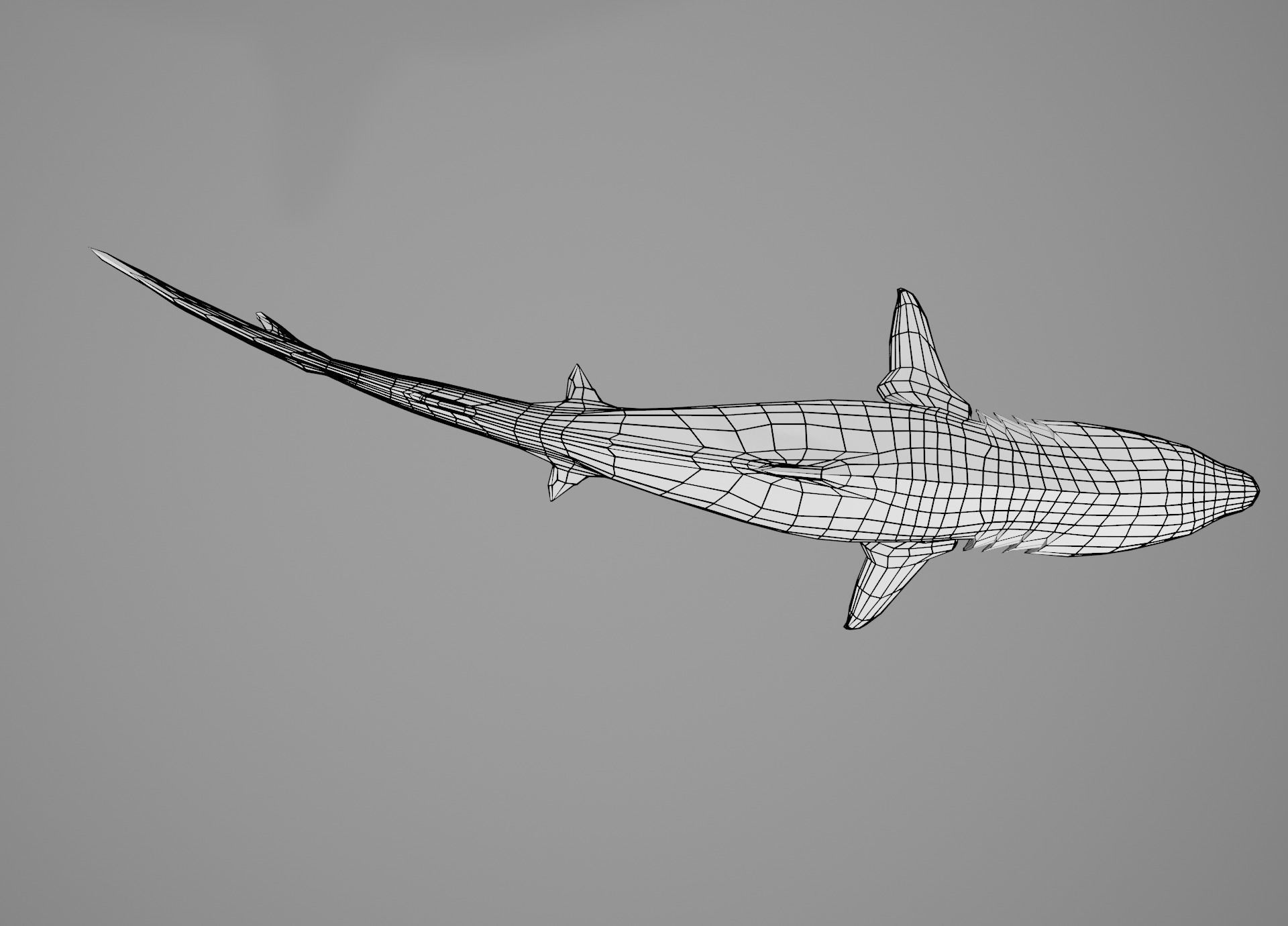 Tiger Shark Low-poly 3D model_5