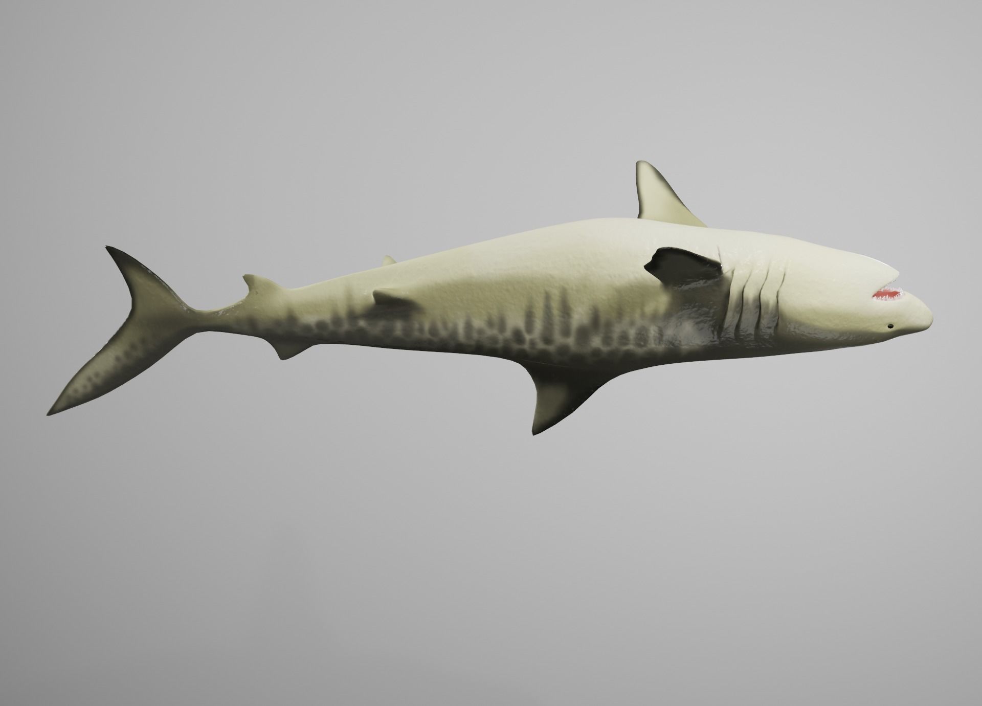 Tiger Shark Low-poly 3D model_13