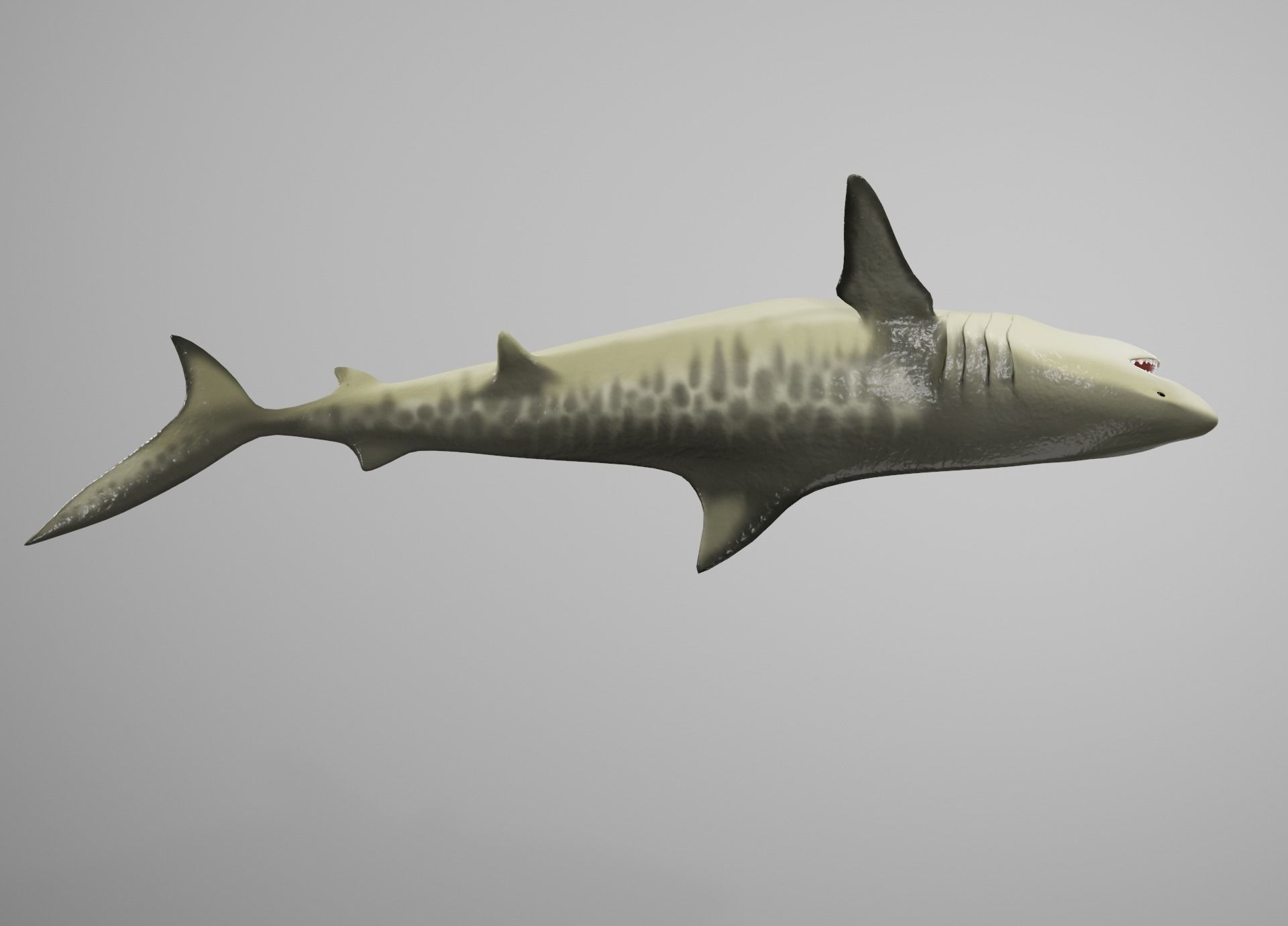 Tiger Shark Low-poly 3D model_11