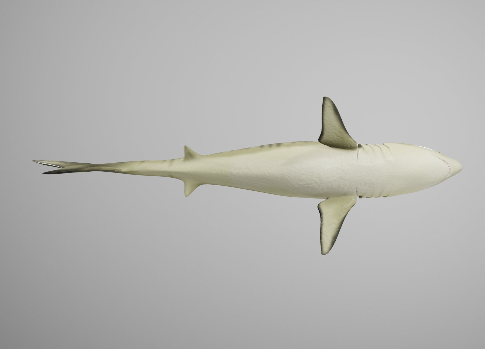 Tiger Shark Low-poly 3D model_16