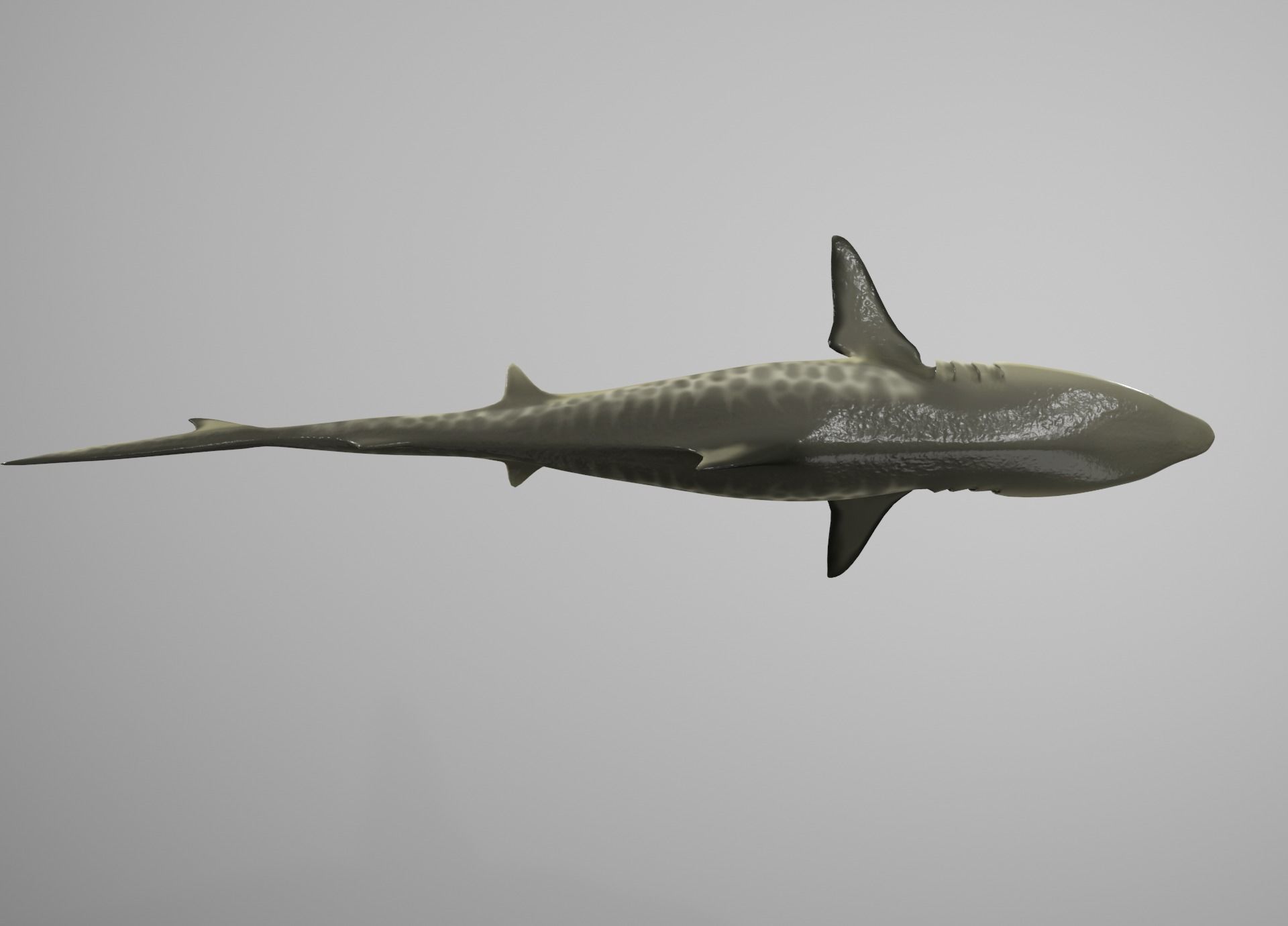 Tiger Shark Low-poly 3D model_9