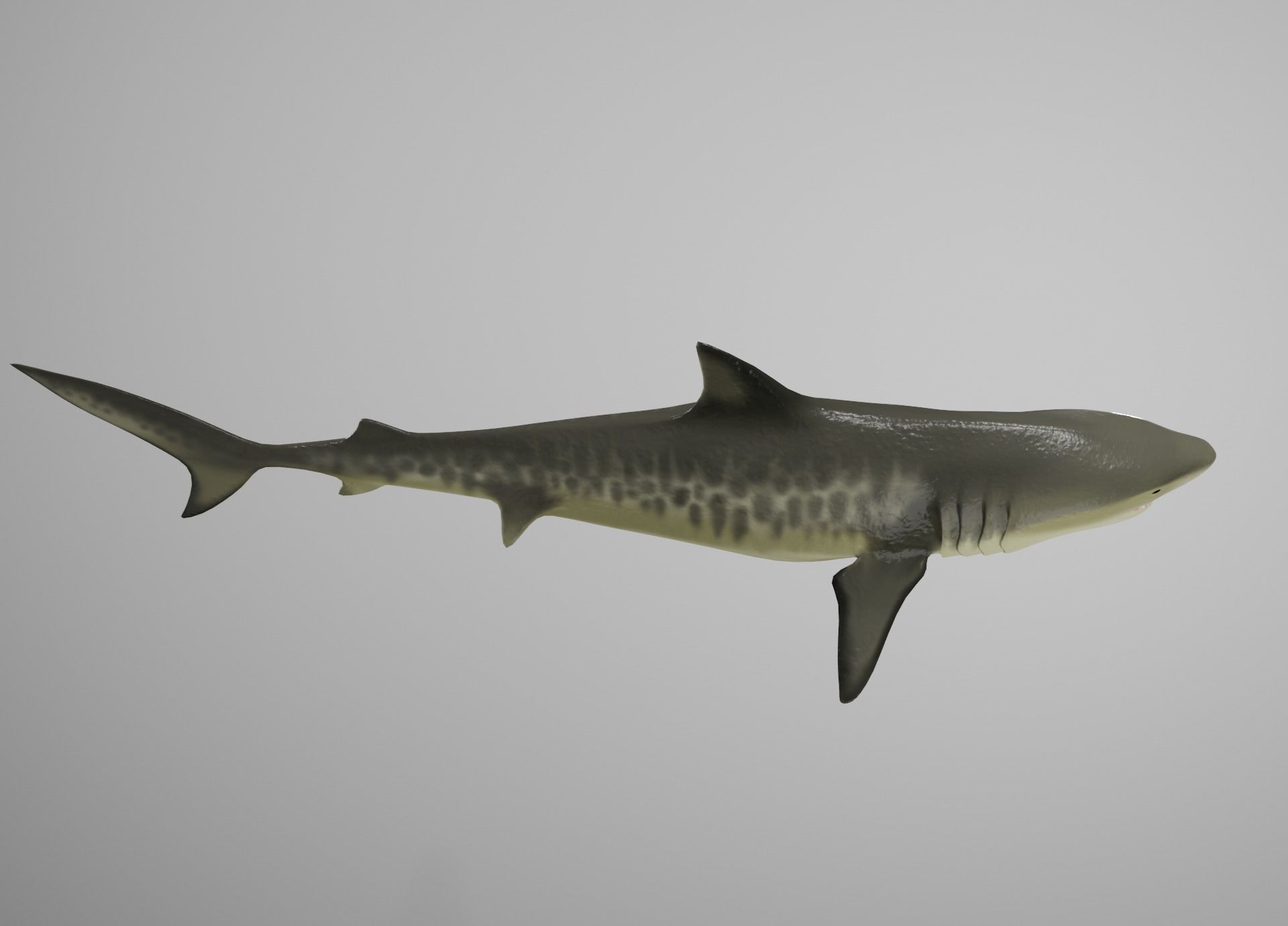 Tiger Shark Low-poly 3D model_7