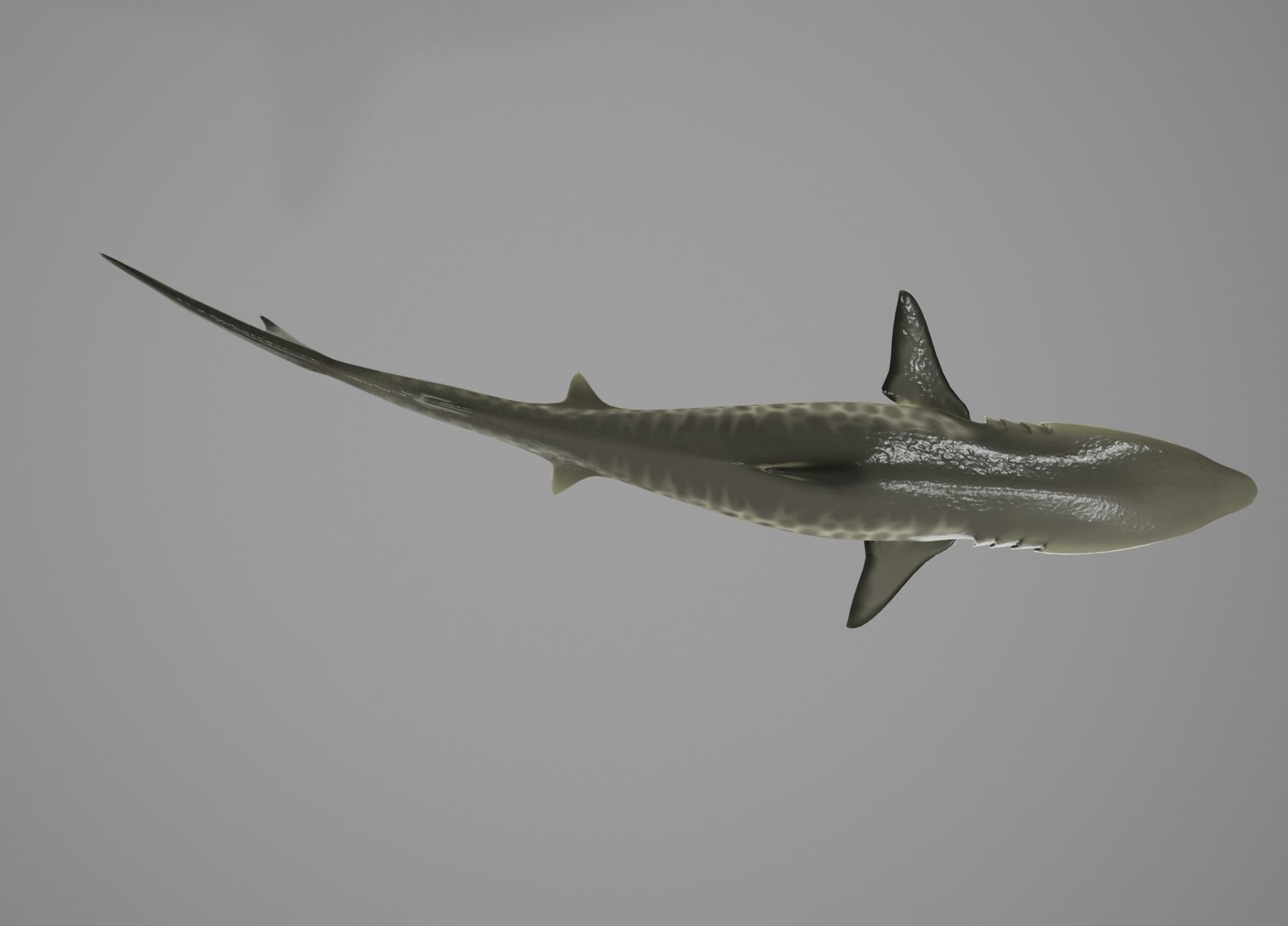 Tiger Shark Low-poly 3D model_4