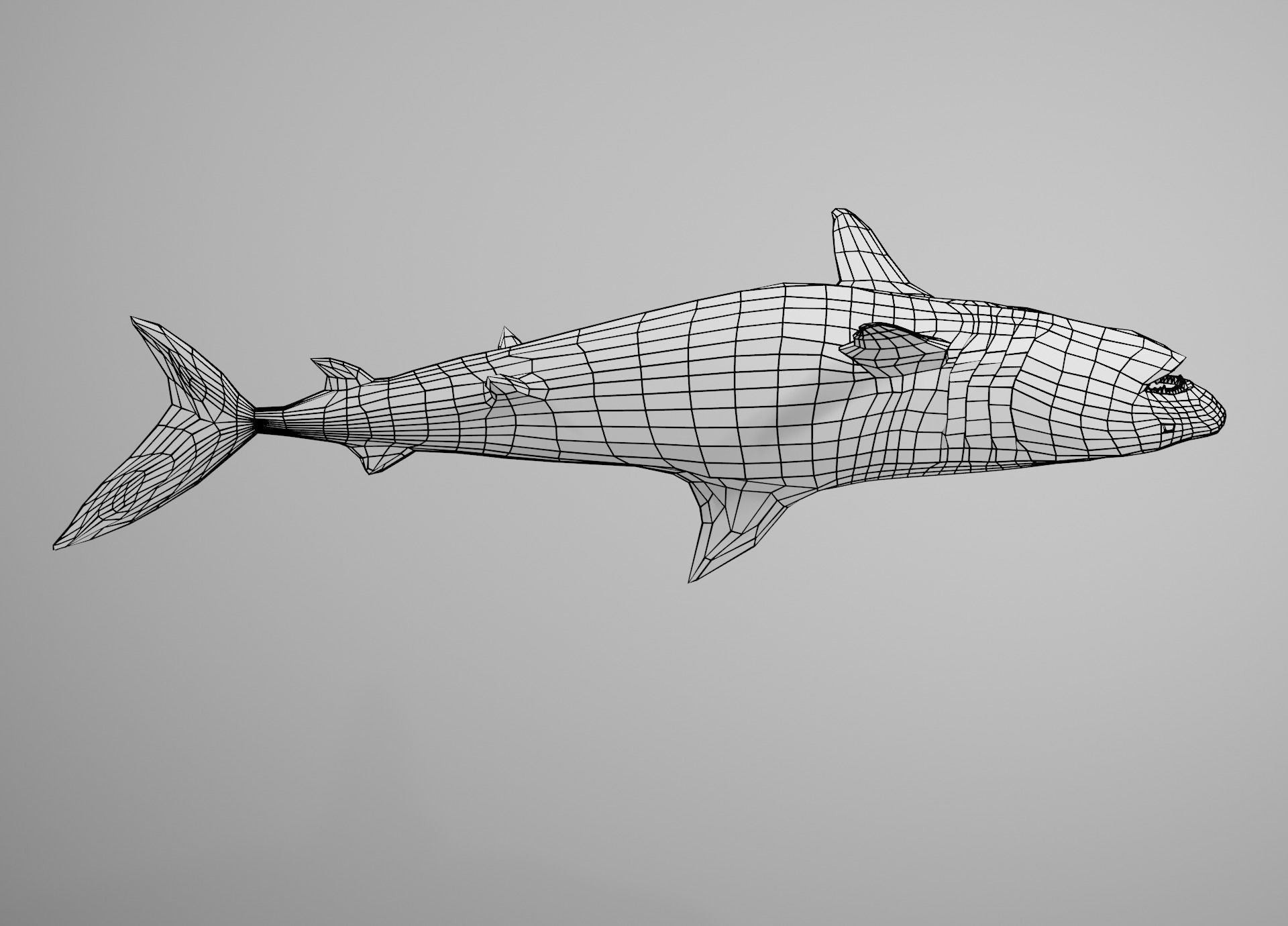 Tiger Shark Low-poly 3D model_27