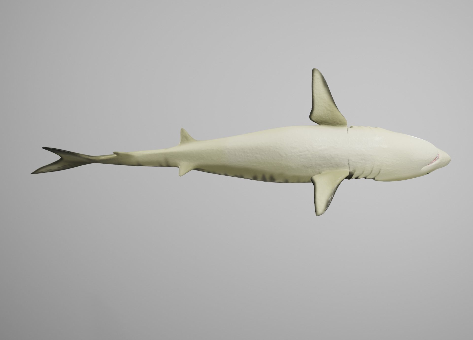 Tiger Shark Low-poly 3D model_15