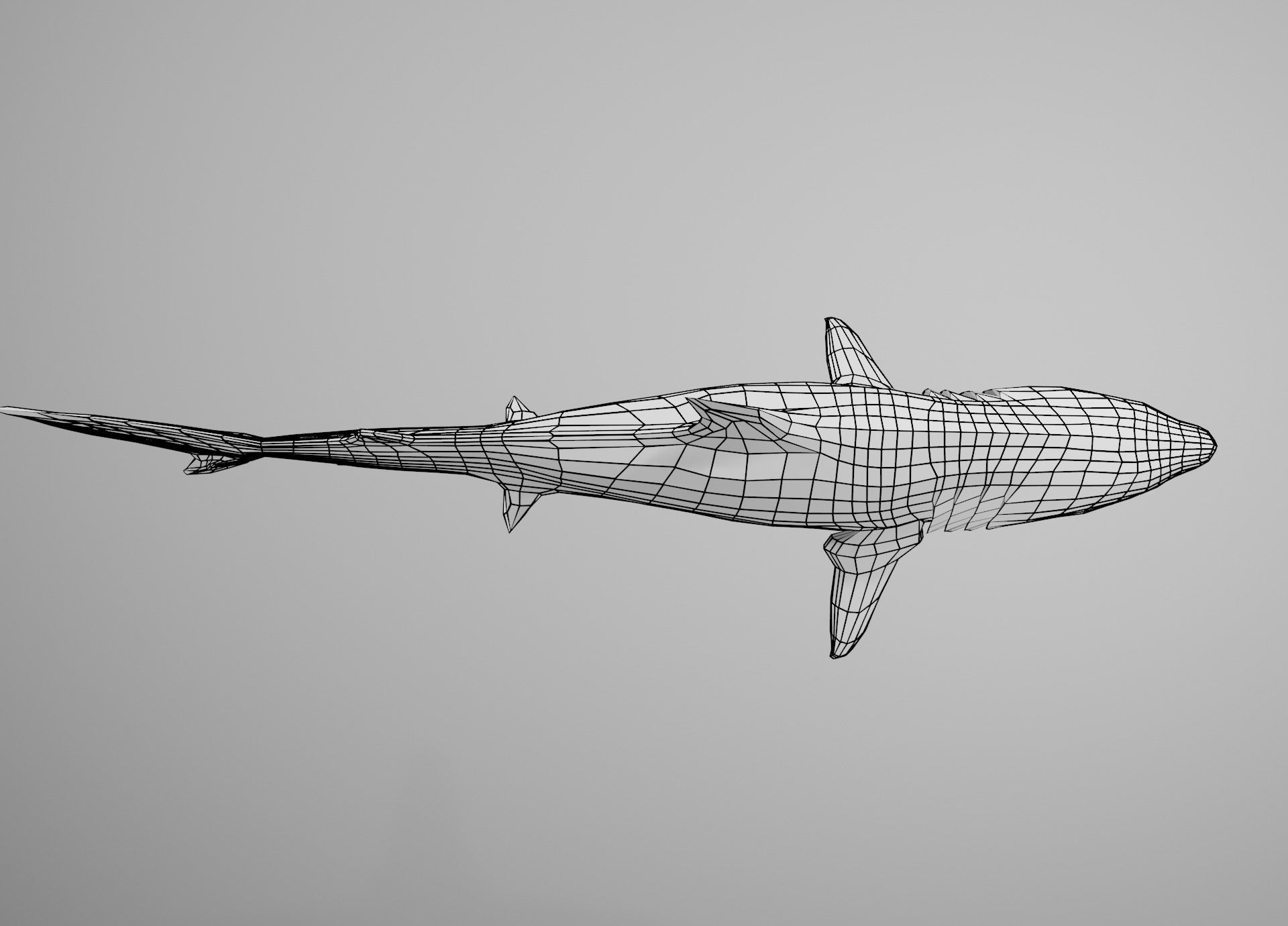 Tiger Shark Low-poly 3D model_22