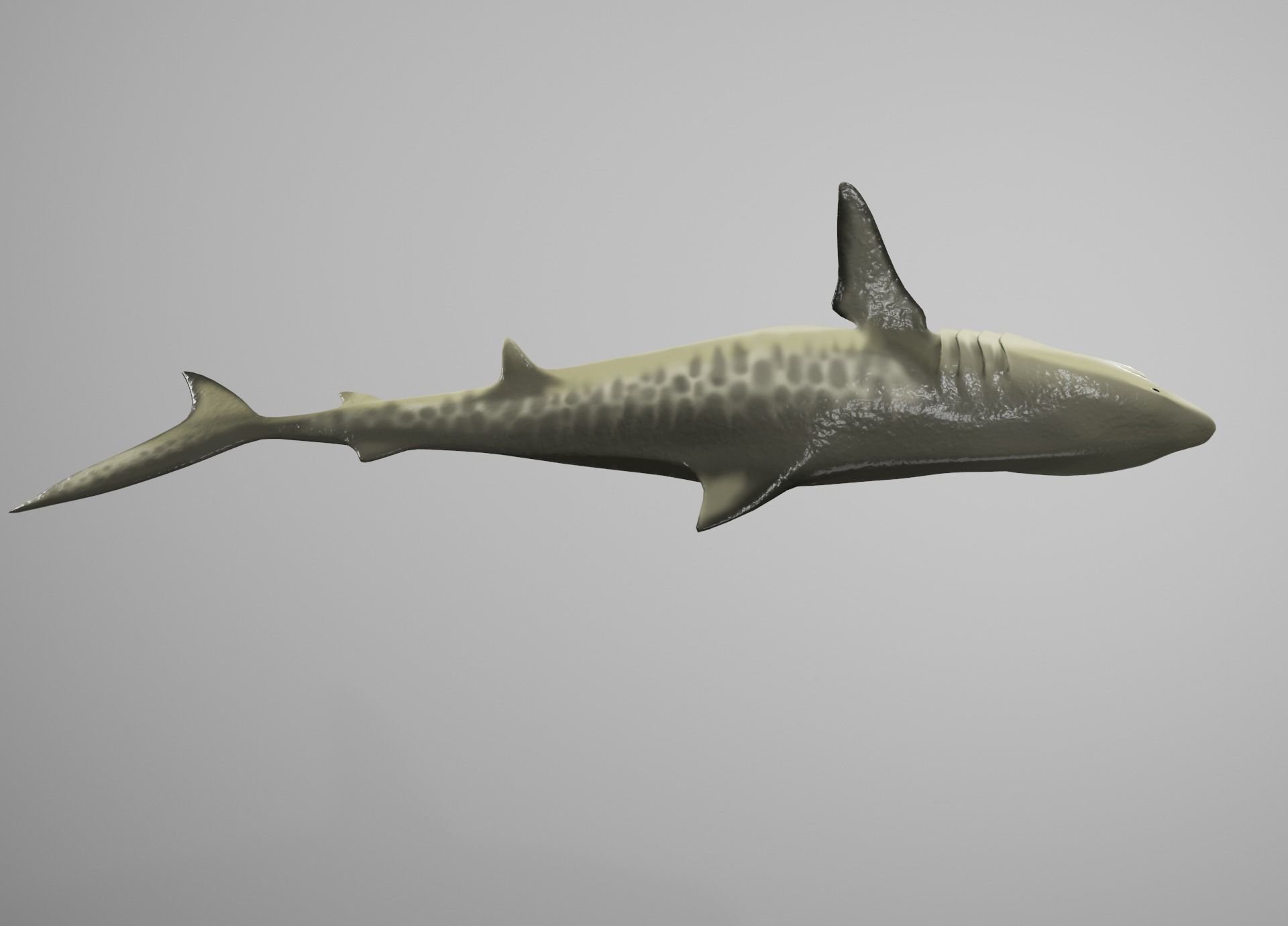 Tiger Shark Low-poly 3D model_10