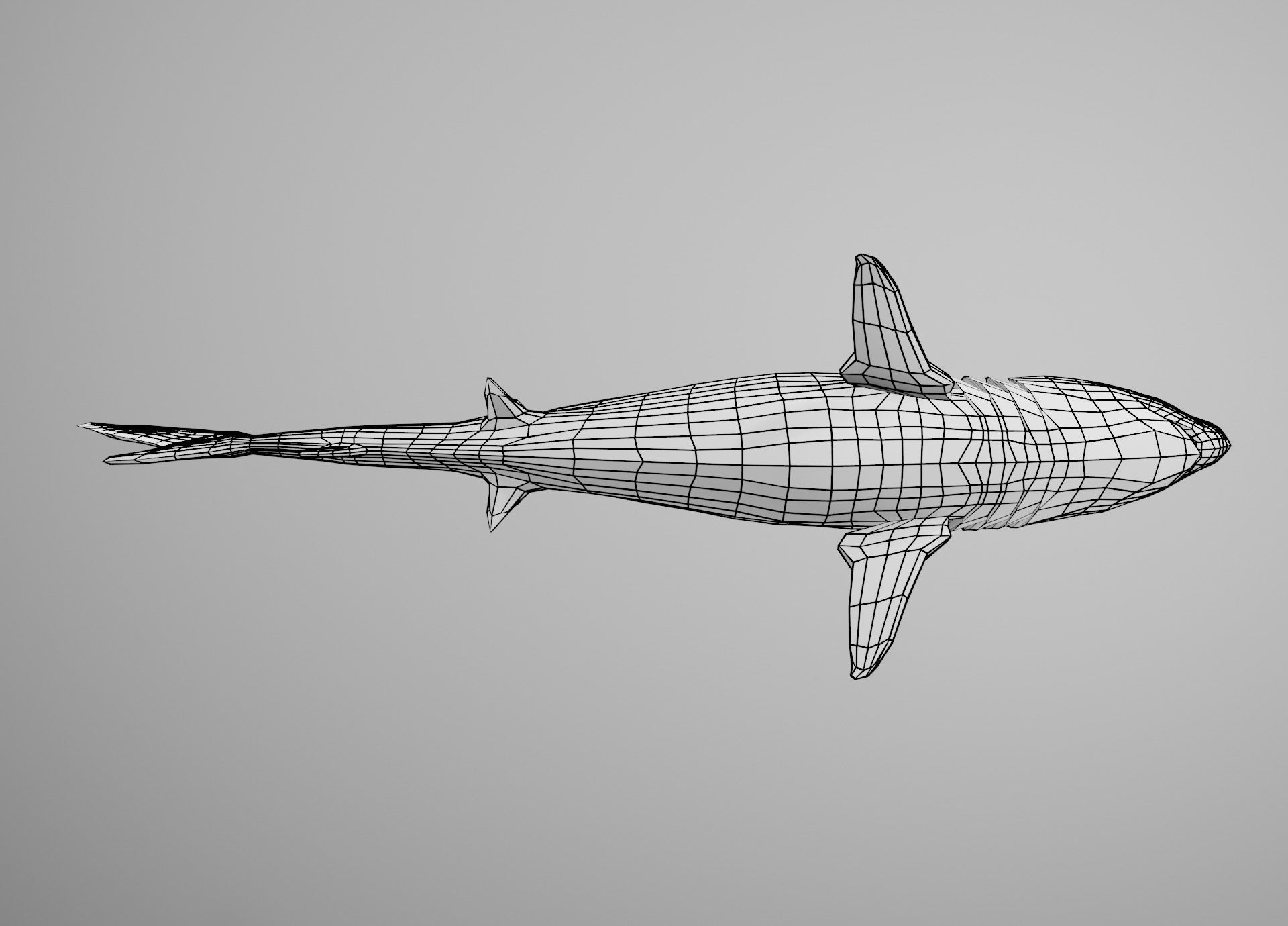 Tiger Shark Low-poly 3D model_30
