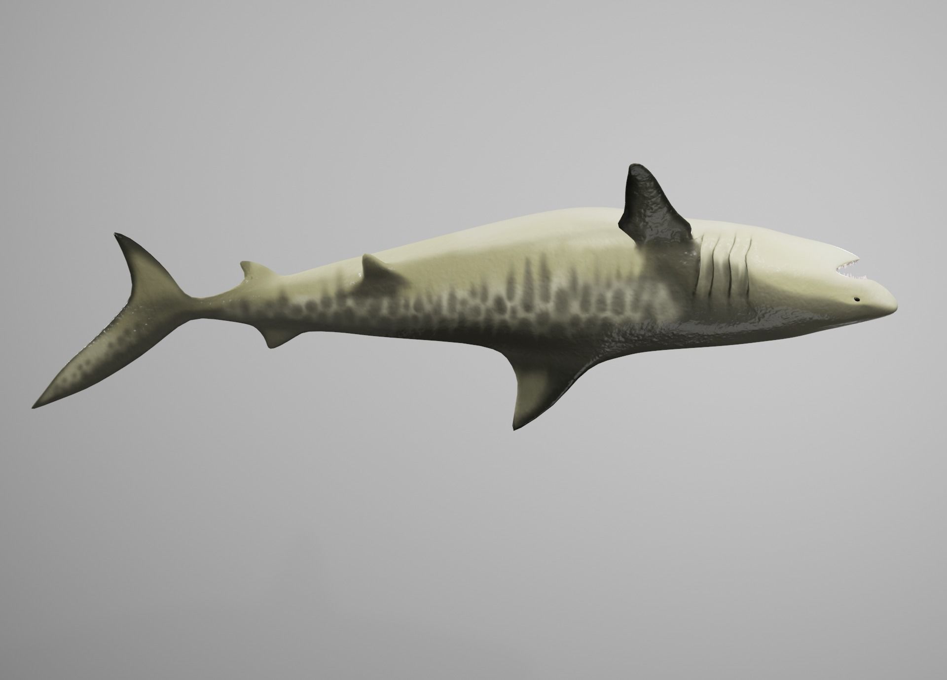 Tiger Shark Low-poly 3D model_12