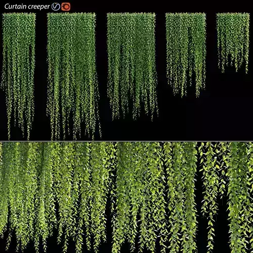 Vernonia Elliptica - Curtain creeper