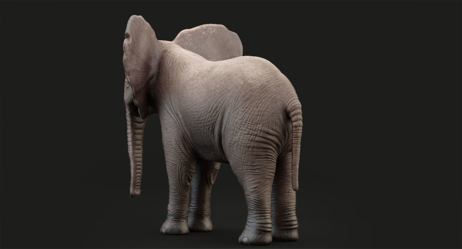 Animated Elephant  baby 8K Low-poly 3D model_14