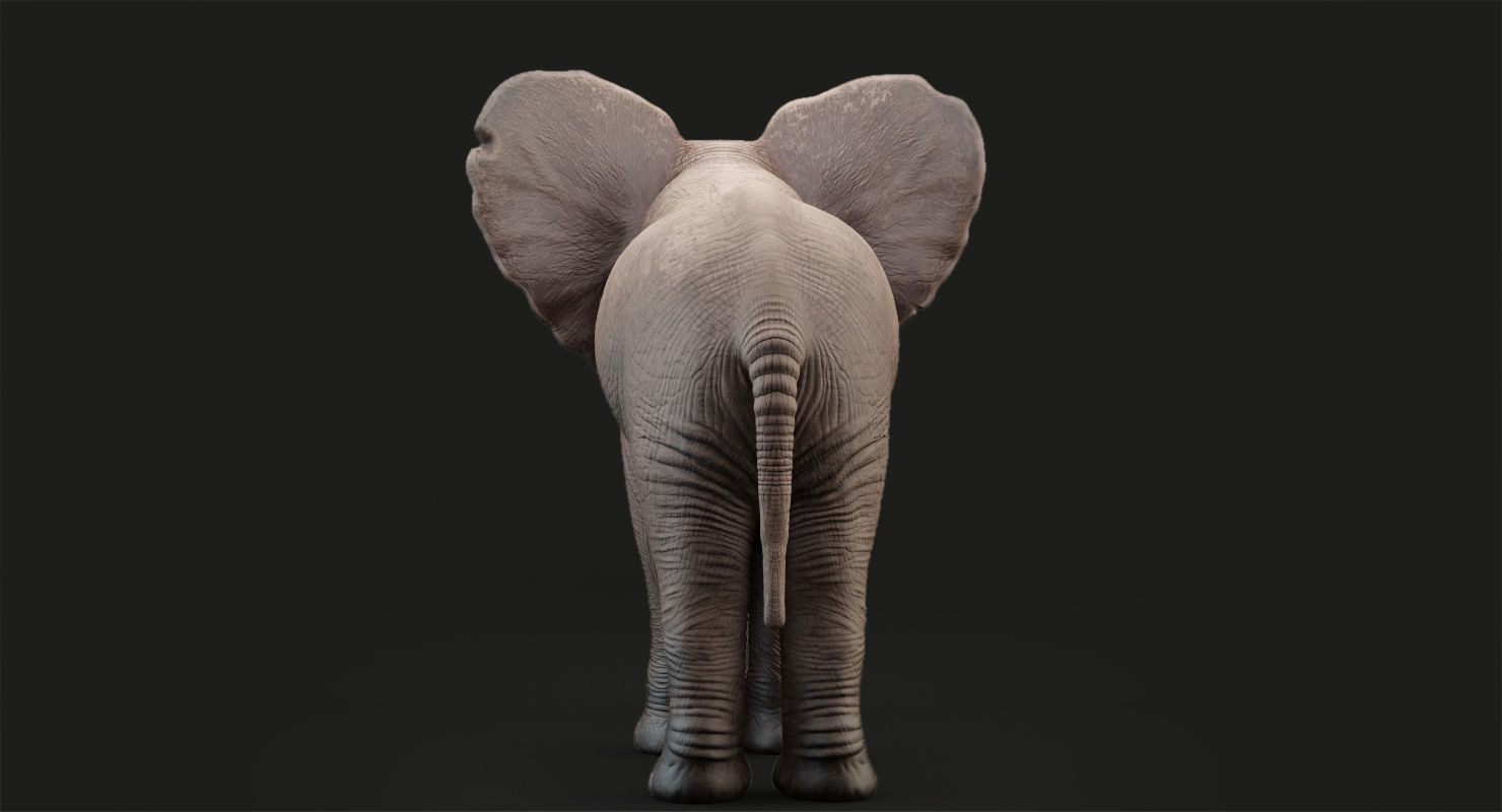 Animated Elephant  baby 8K Low-poly 3D model_13