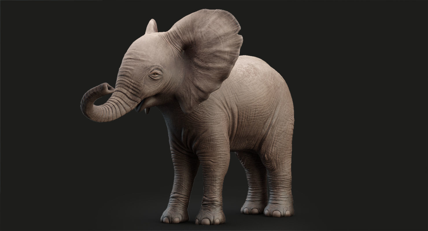 Animated Elephant  baby 8K Low-poly 3D model_5