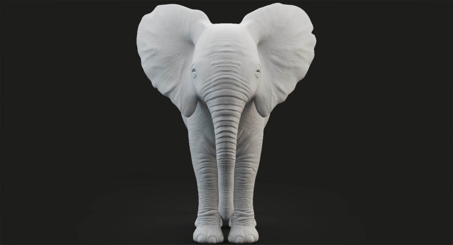 Animated Elephant  baby 8K Low-poly 3D model_19