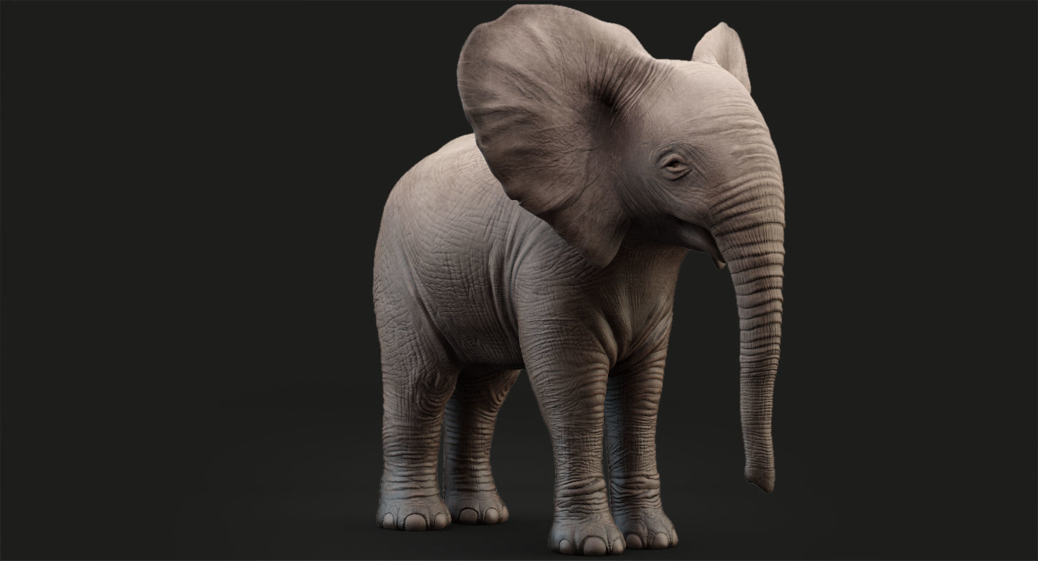 Animated Elephant  baby 8K Low-poly 3D model_10