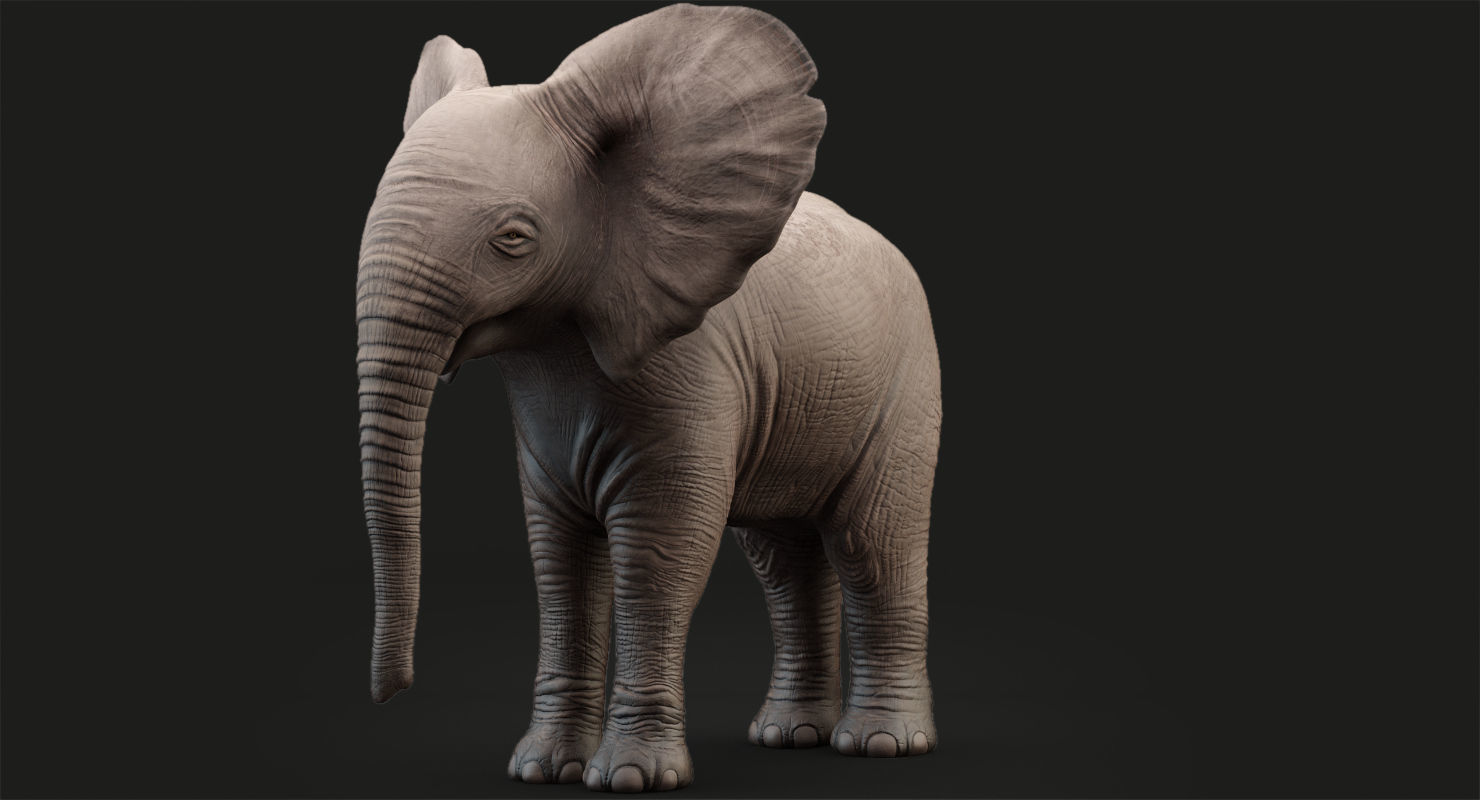 Animated Elephant  baby 8K Low-poly 3D model_16
