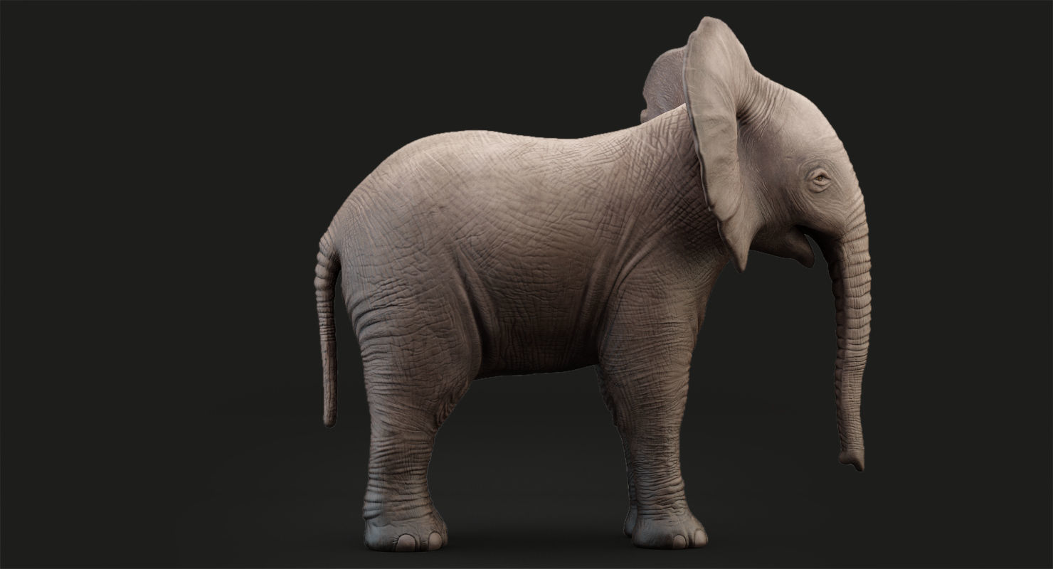 Animated Elephant  baby 8K Low-poly 3D model_11