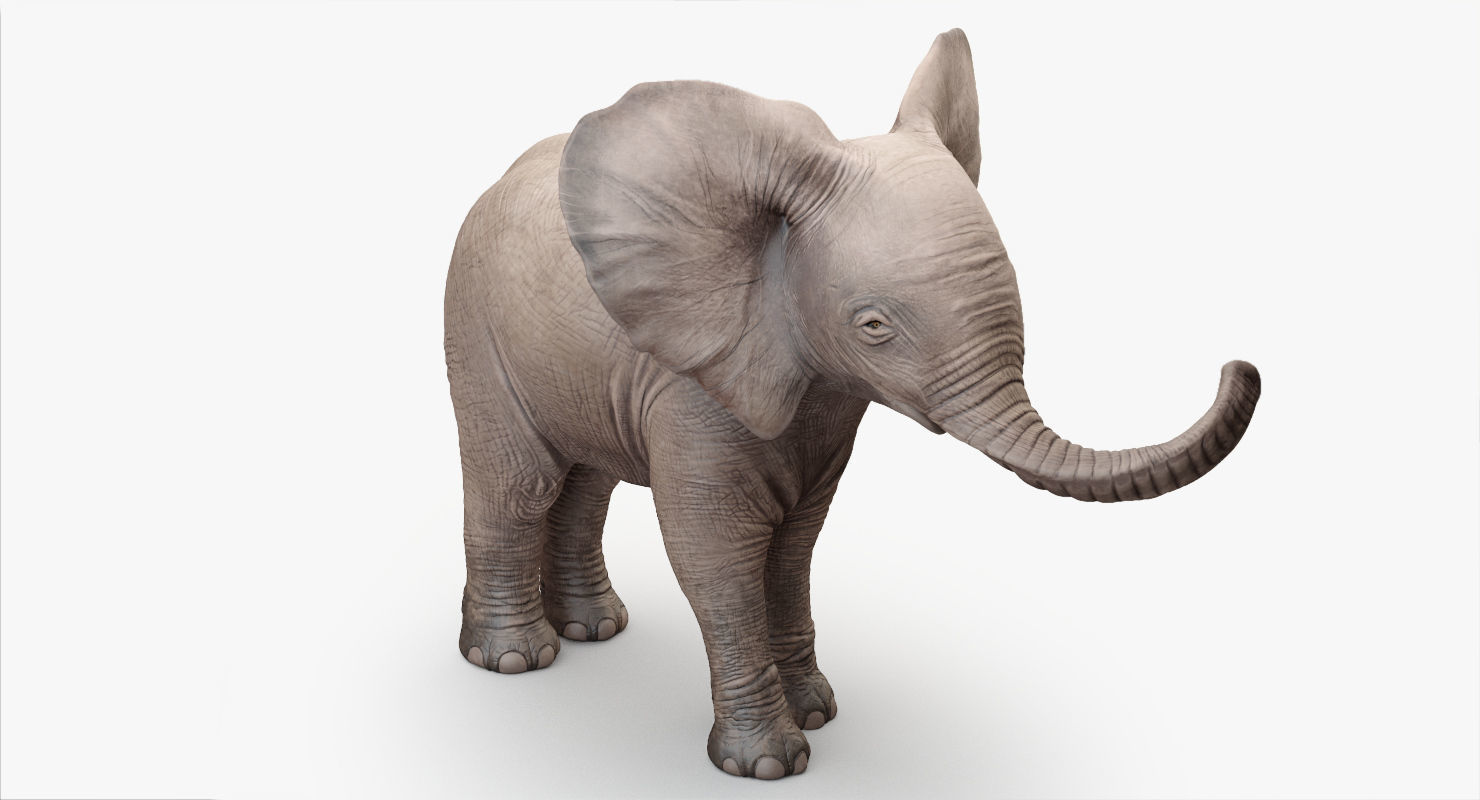 Animated Elephant  baby 8K Low-poly 3D model_6