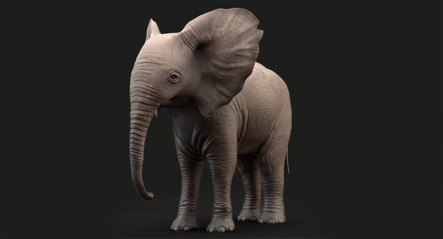Animated Elephant  baby 8K Low-poly 3D model_8