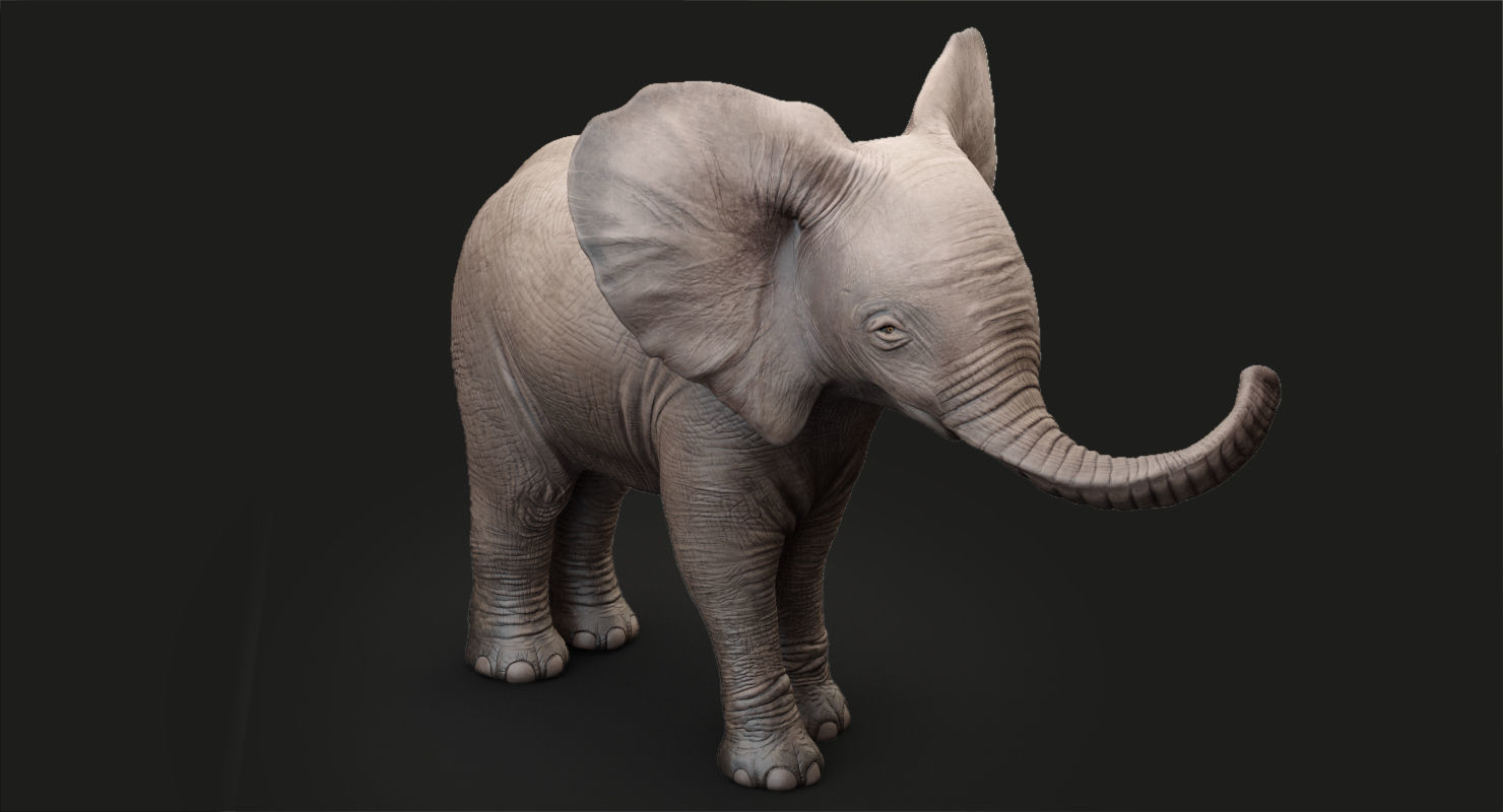 Animated Elephant  baby 8K Low-poly 3D model_7