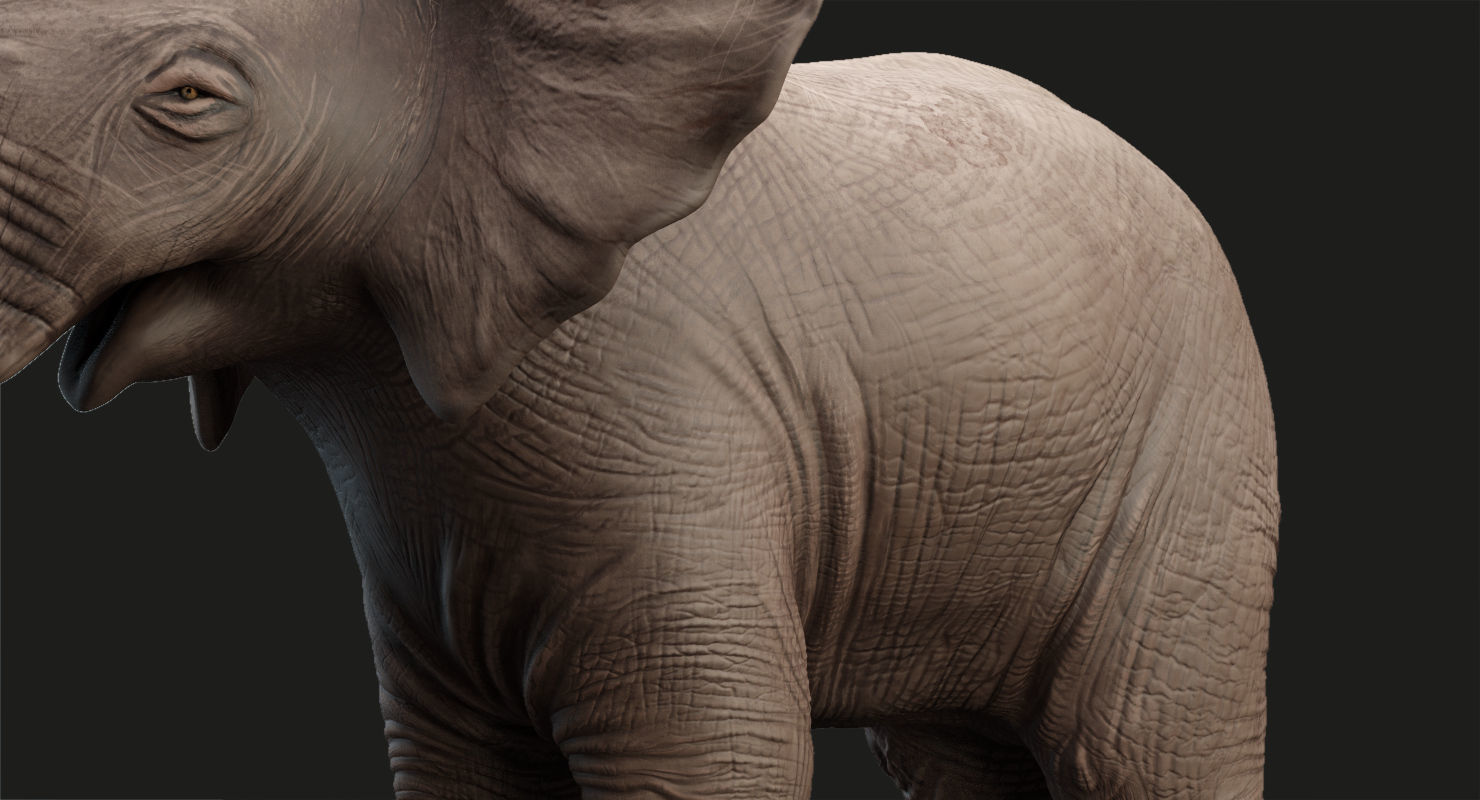 Animated Elephant  baby 8K Low-poly 3D model_18