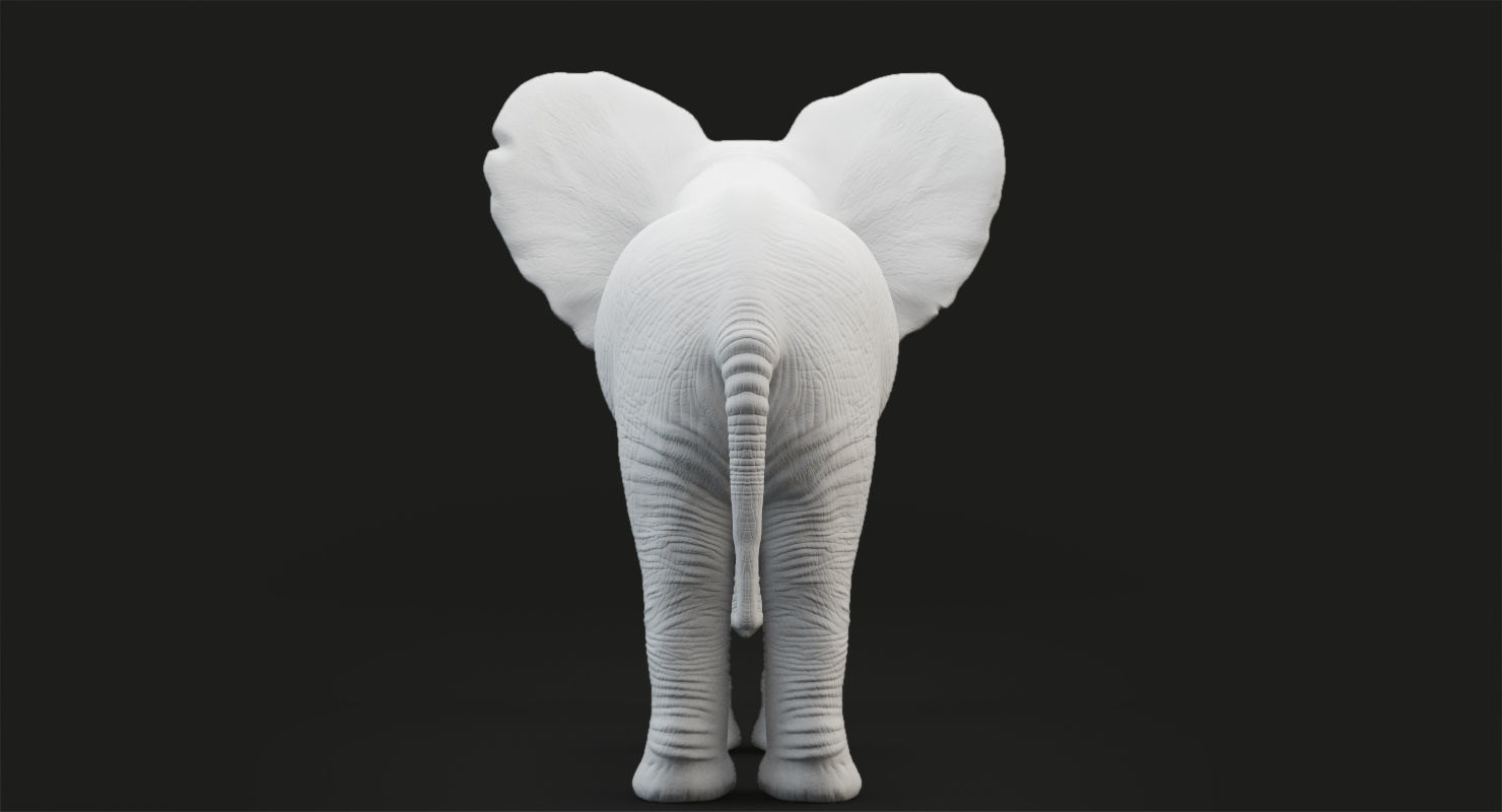 Animated Elephant  baby 8K Low-poly 3D model_21