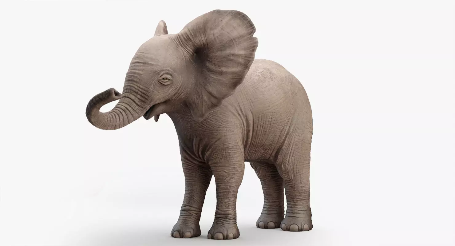 Animated Elephant  baby 8K Low-poly 3D model_0