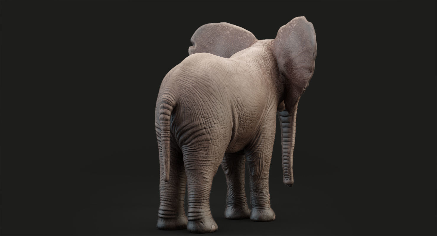 Animated Elephant  baby 8K Low-poly 3D model_12