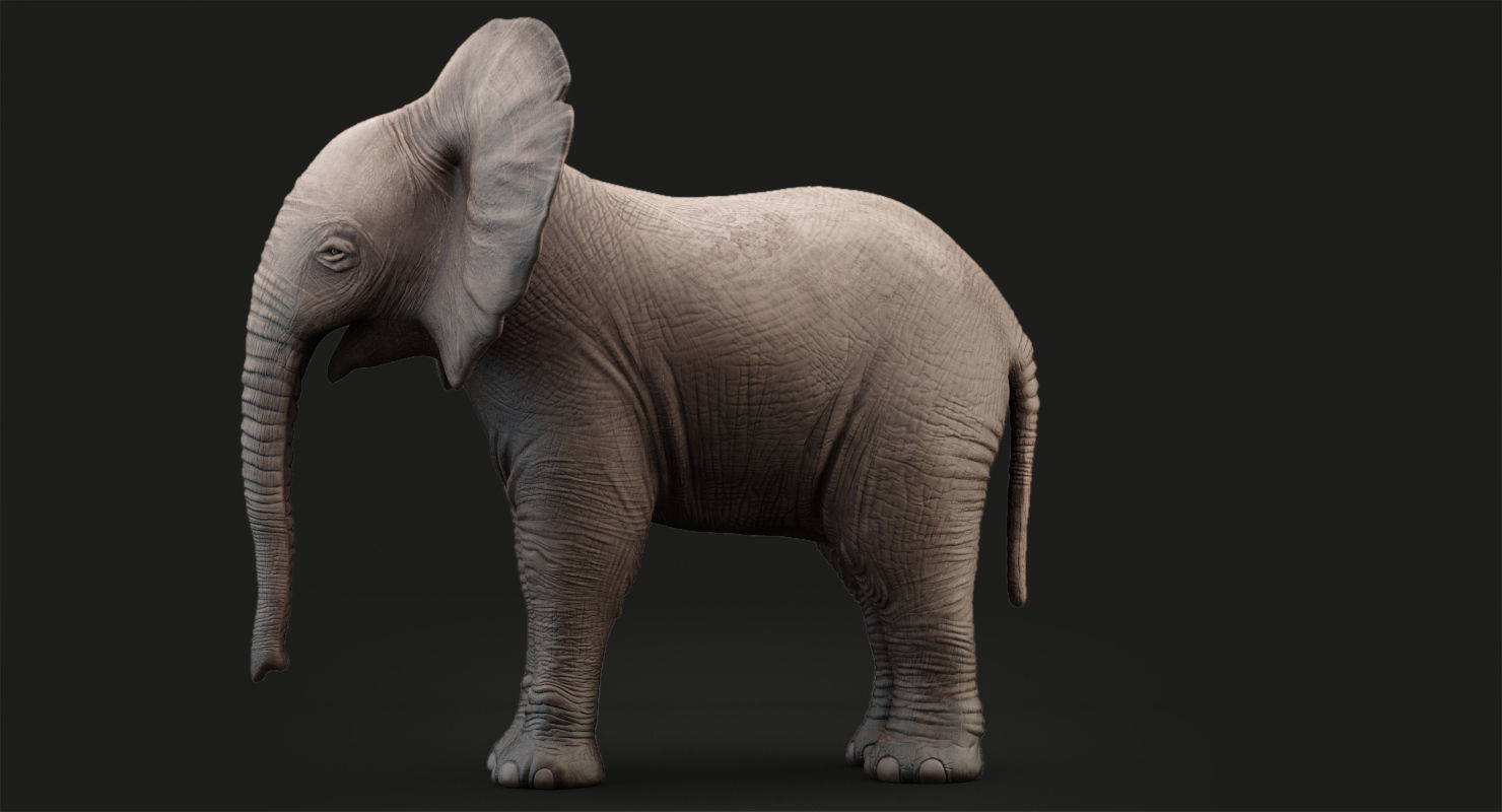 Animated Elephant  baby 8K Low-poly 3D model_15