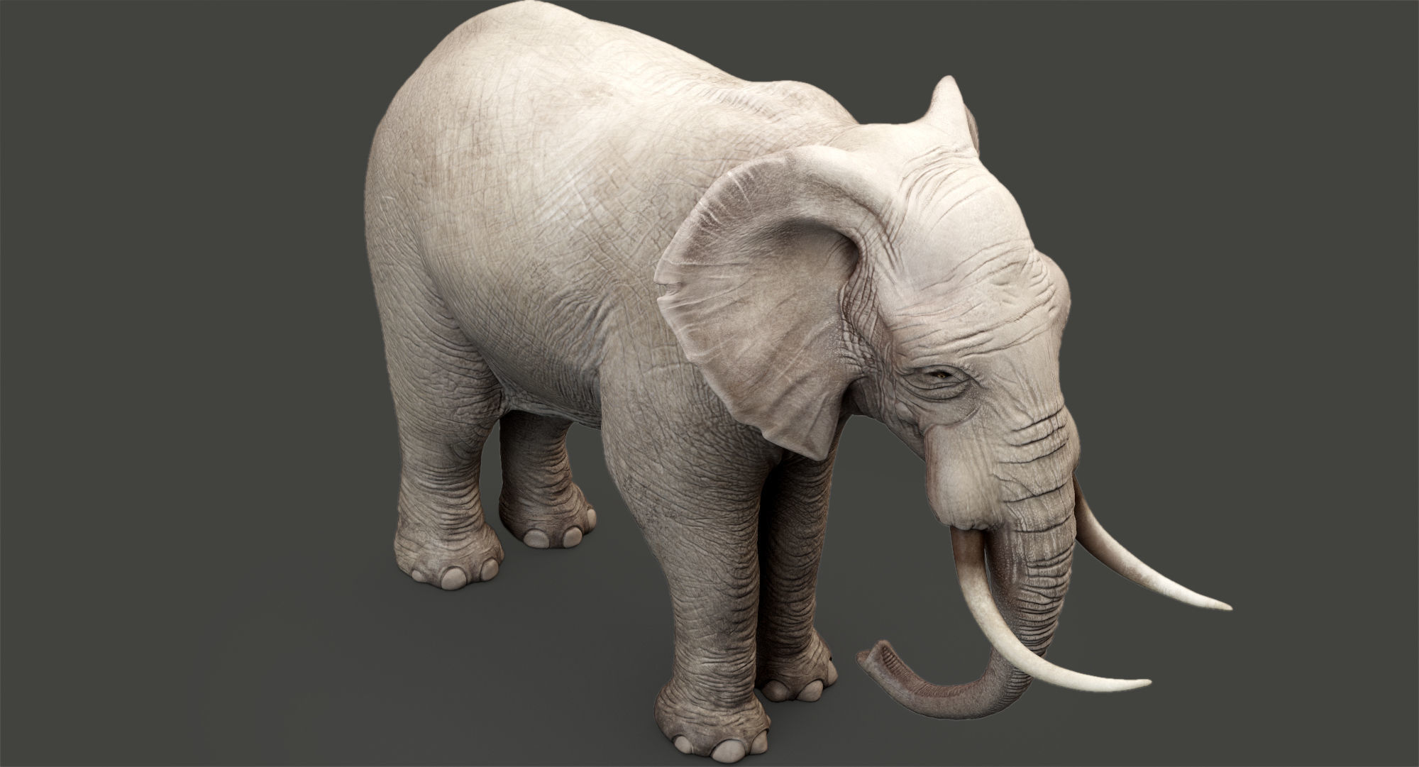 Animated Elephant 8K Low-poly 3D model_14