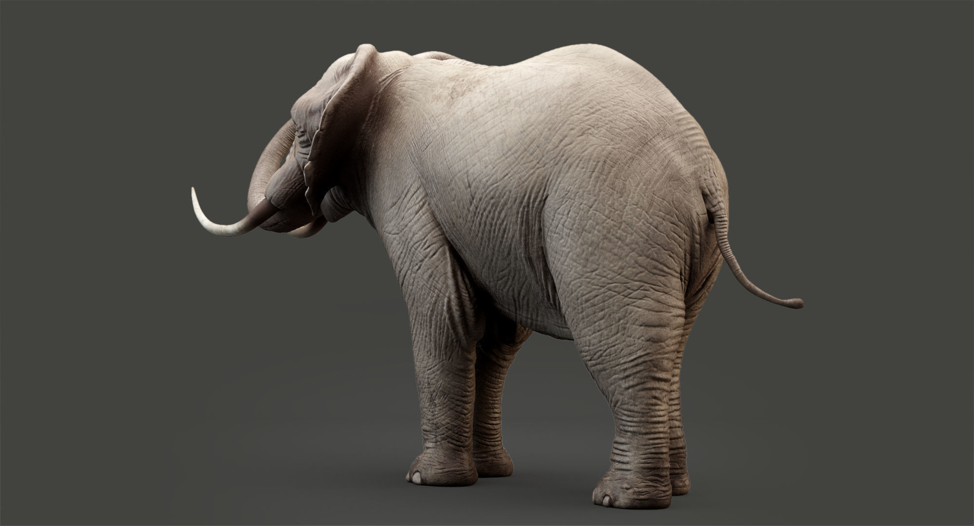 Animated Elephant 8K Low-poly 3D model_22