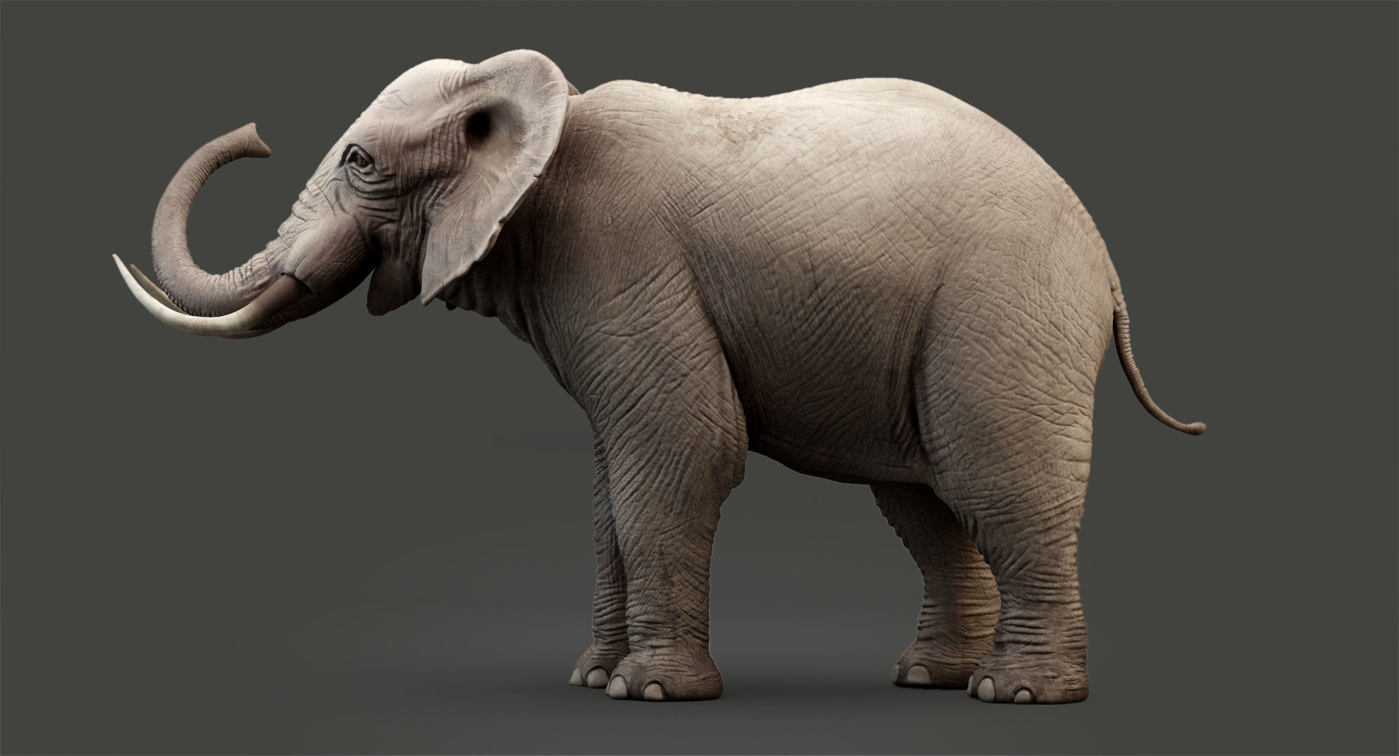 Animated Elephant 8K Low-poly 3D model_23