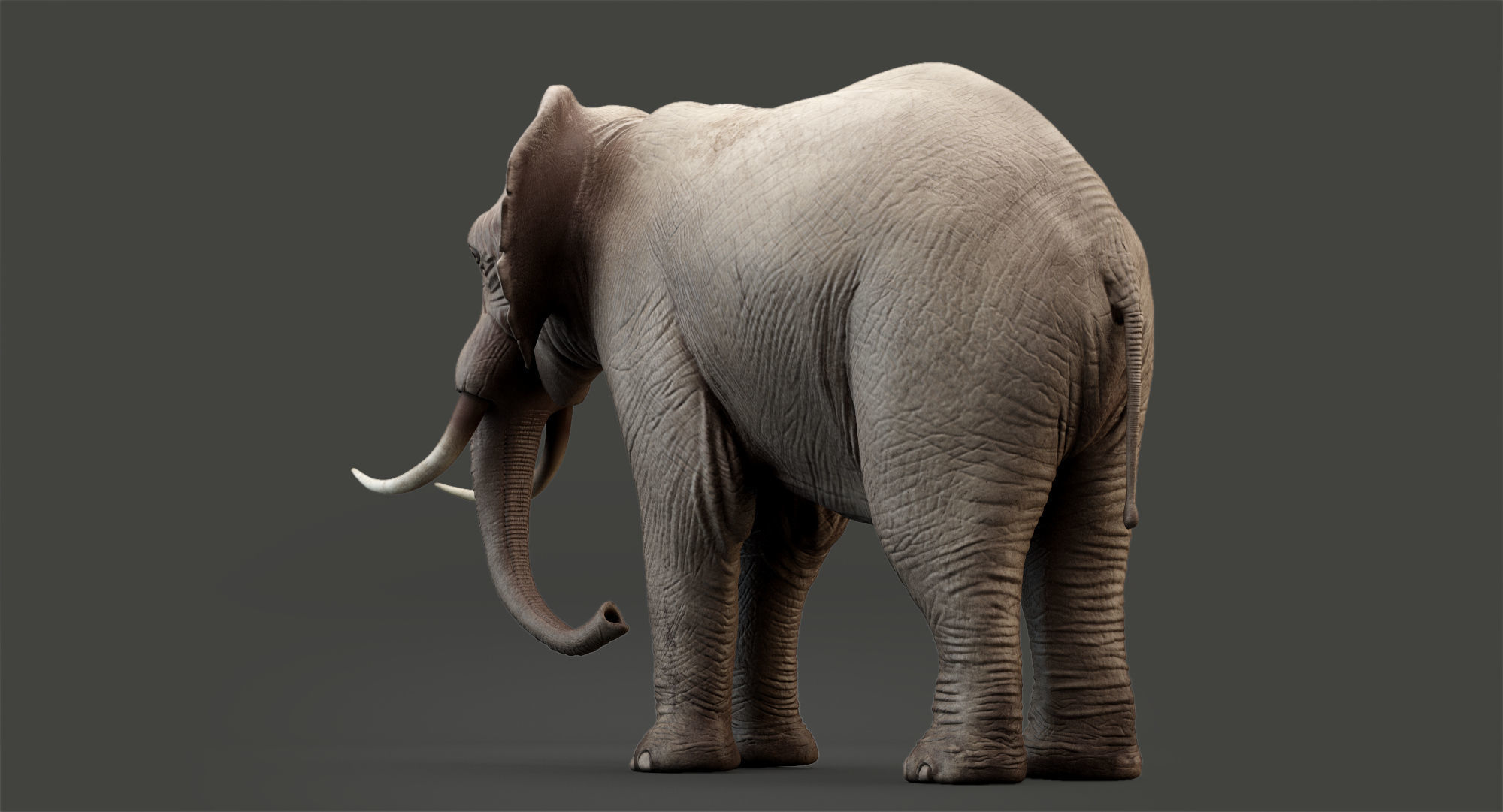 Animated Elephant 8K Low-poly 3D model_9