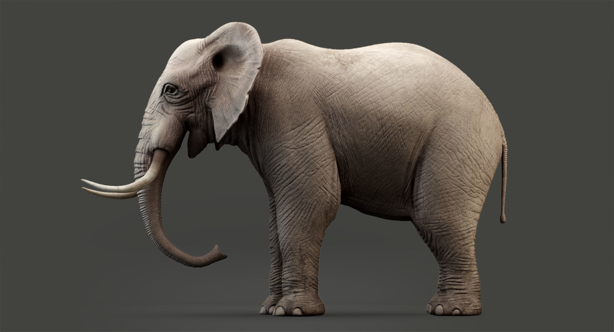 Animated Elephant 8K Low-poly 3D model_10