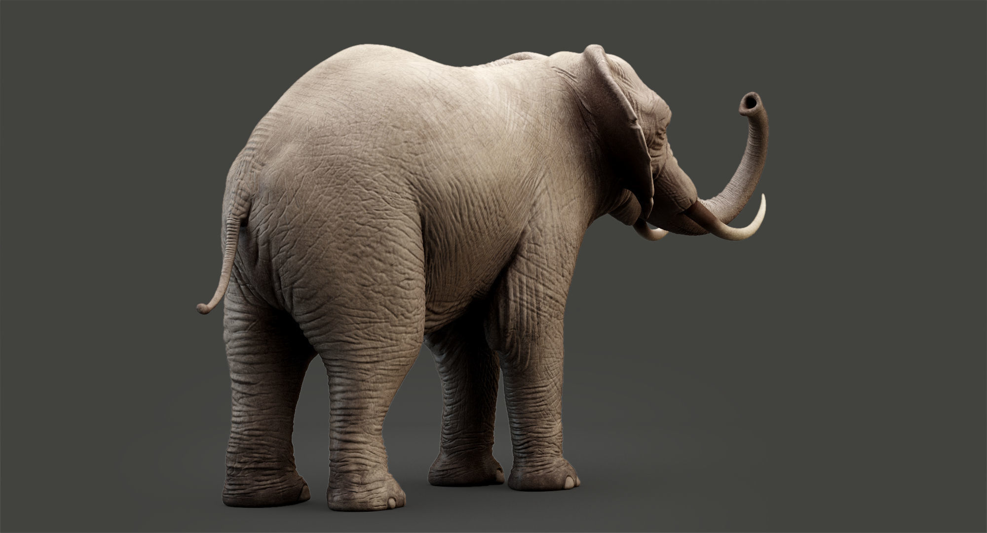 Animated Elephant 8K Low-poly 3D model_20
