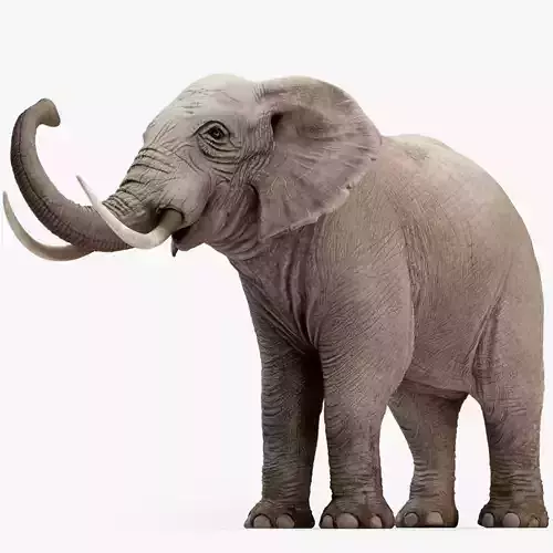Animated Elephant 8K Low-poly 3D model
