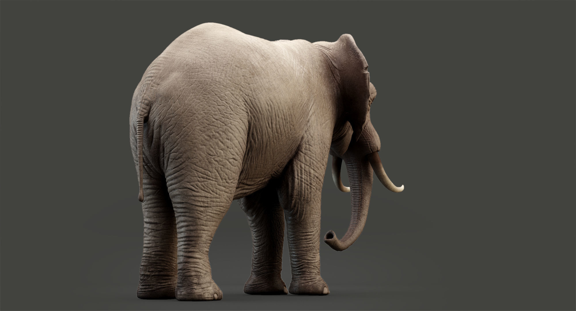 Animated Elephant 8K Low-poly 3D model_7