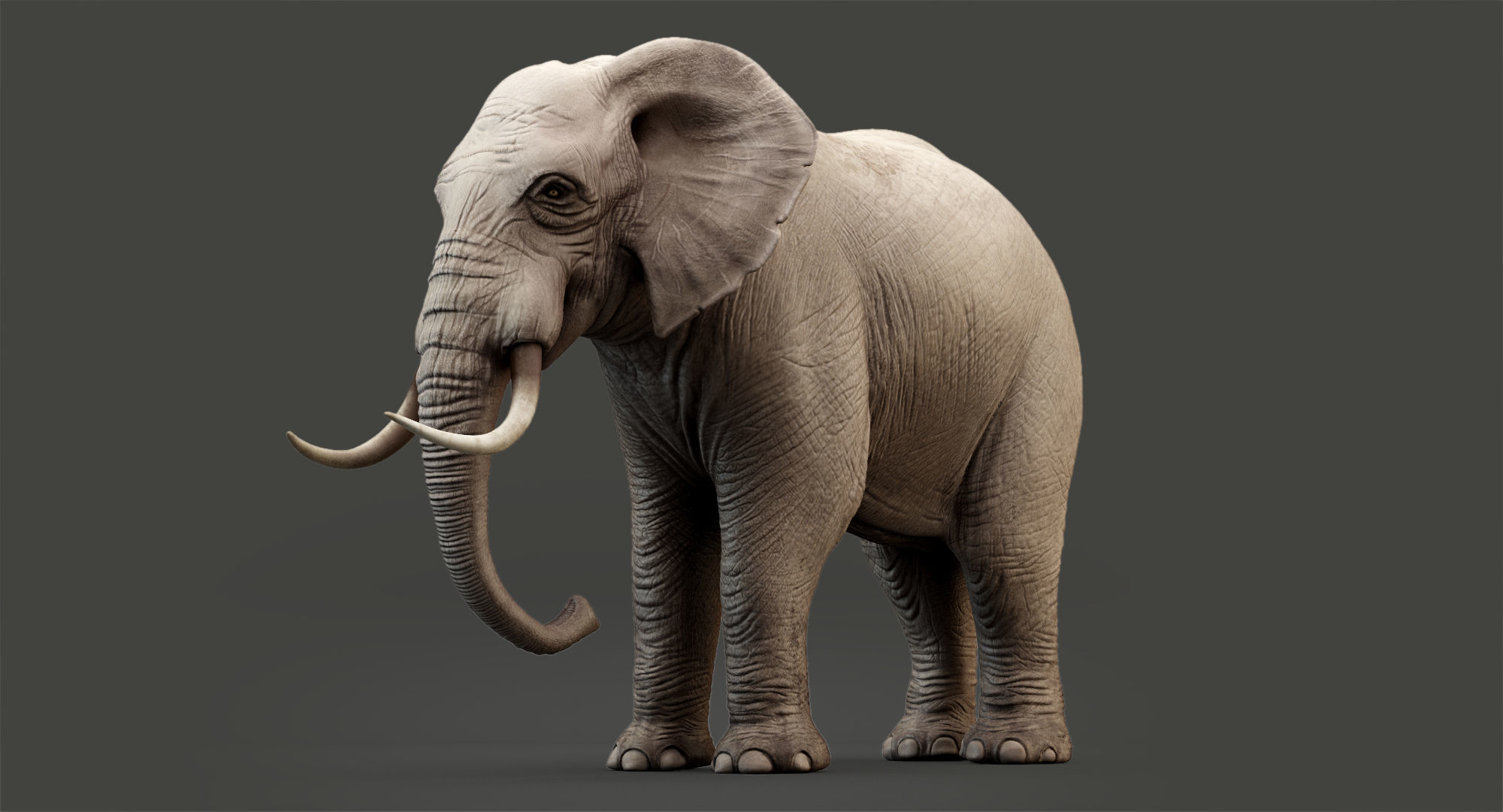 Animated Elephant 8K Low-poly 3D model_11