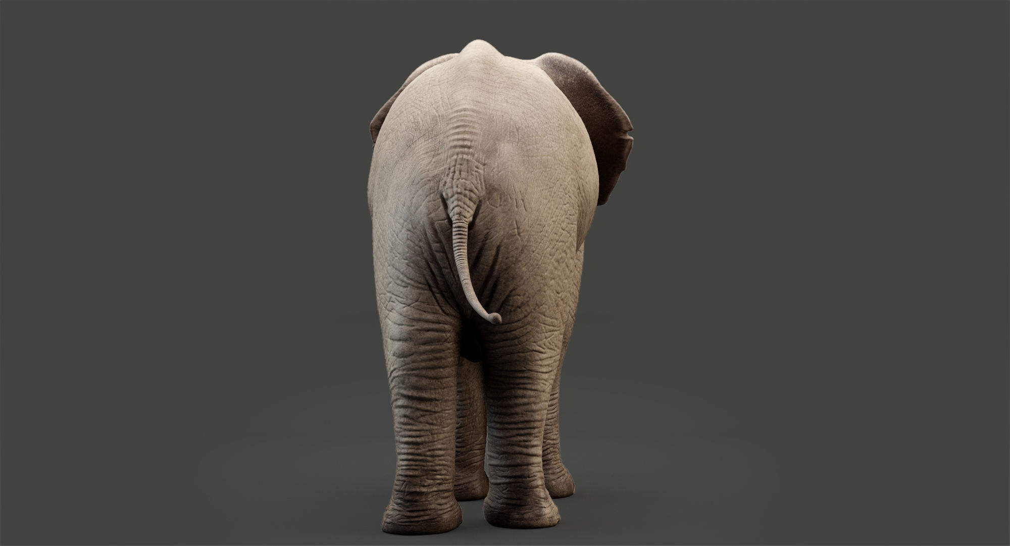 Animated Elephant 8K Low-poly 3D model_21