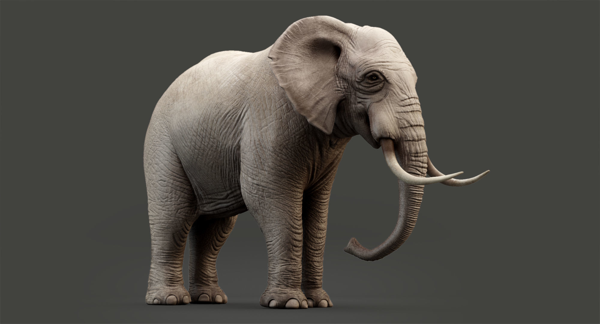Animated Elephant 8K Low-poly 3D model_18